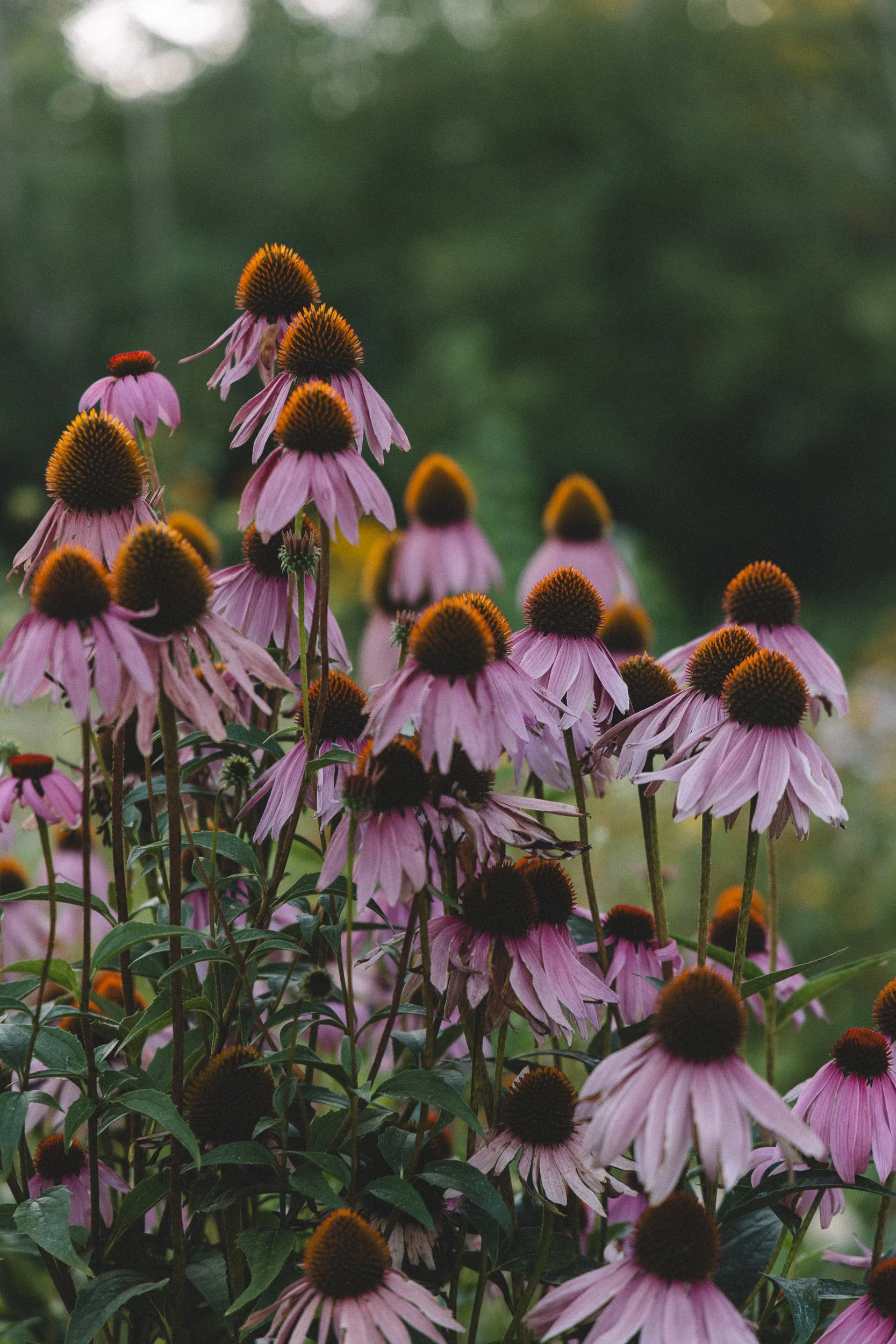 Cluster of pink coneflowers with orange and black centers in a garden with a blurred green background.