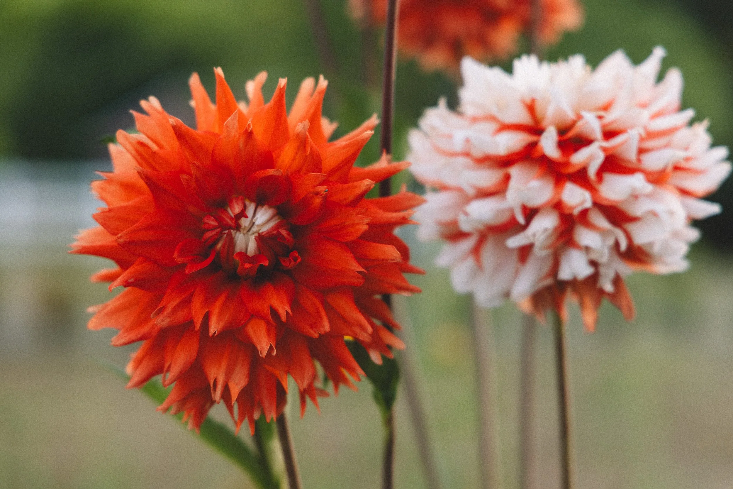 Close-up of an orange dahlia flower with spiky petals, and a partially visible white dahlia flower with rounded petals in the background, both on tall stems with green leaves.