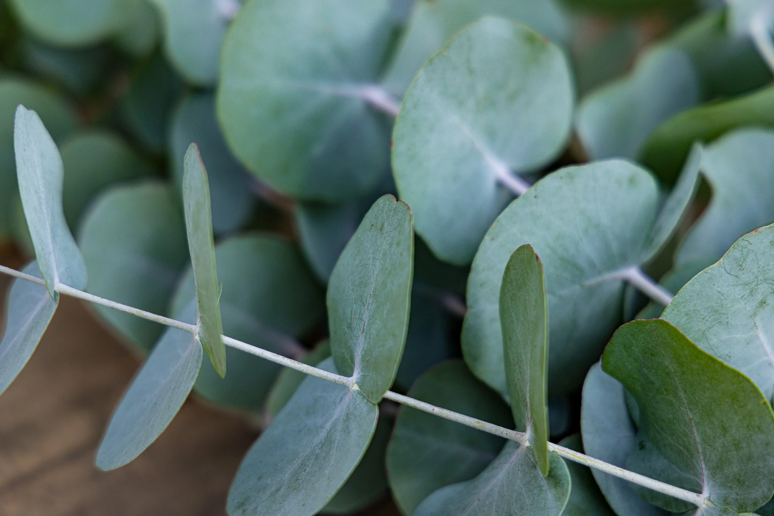 garden-grown-eucalyptus-white-brick-redmond--25.jpg
