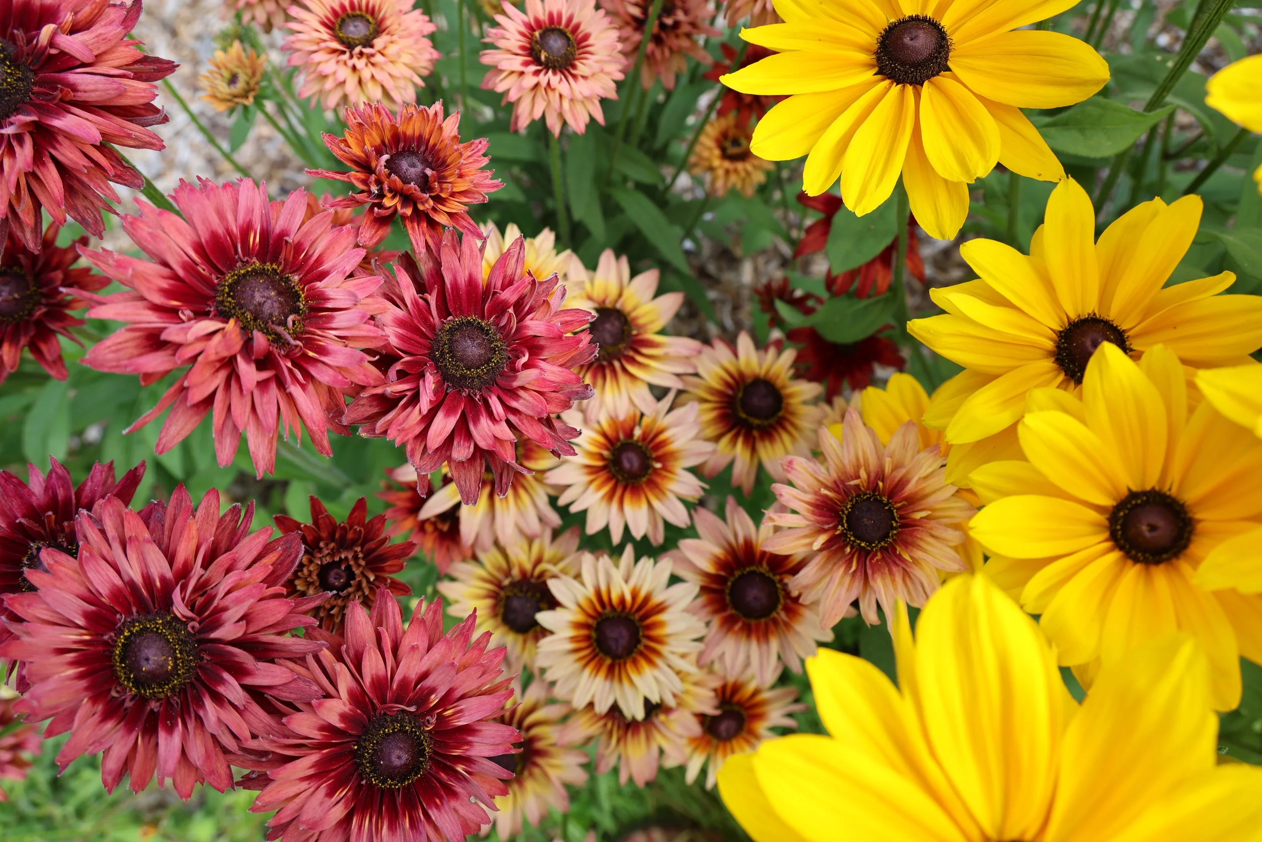 A close-up of a garden bed with pink, orange, red, and yellow flowers, primarily Rudbeckia and black-eyed Susans