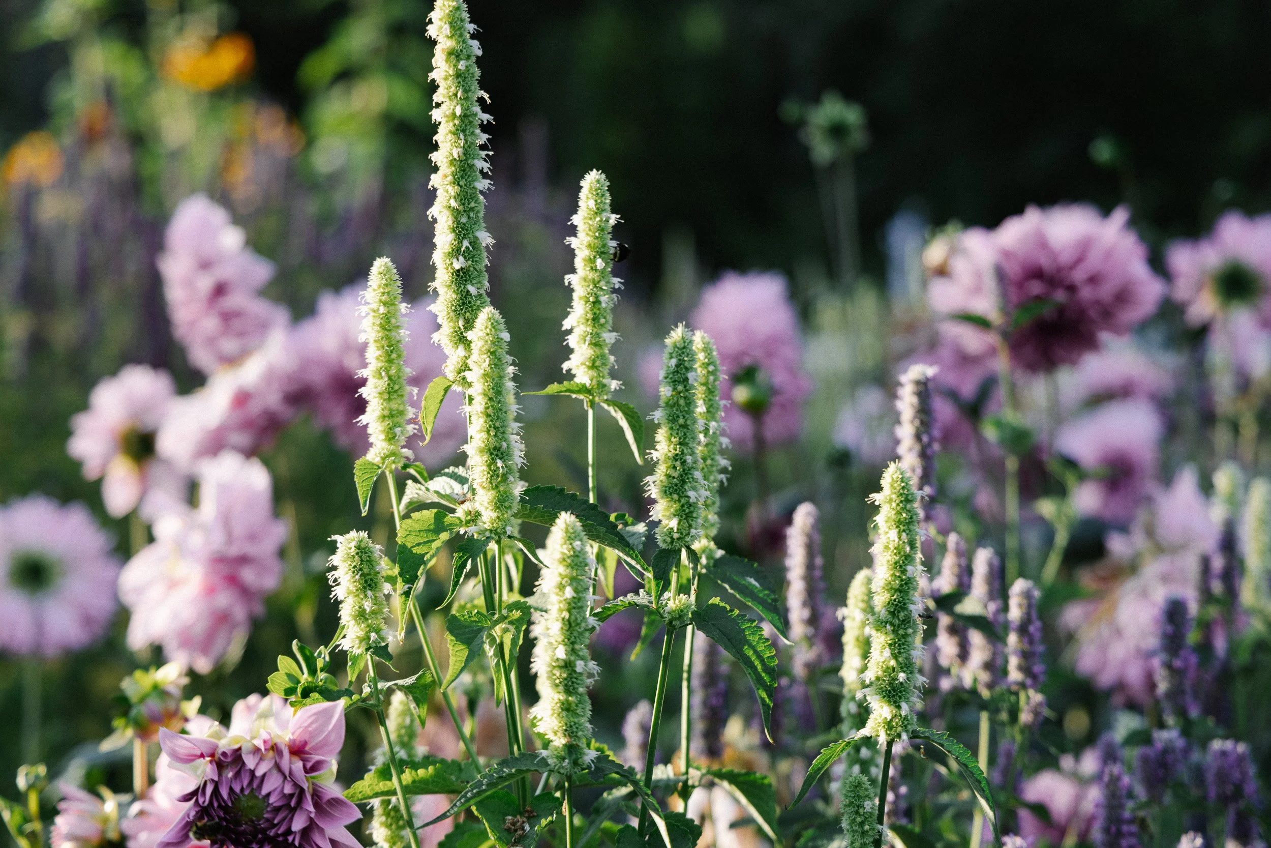 Close-up of green and white flowering plants with pink flowers in the background, in a garden setting.