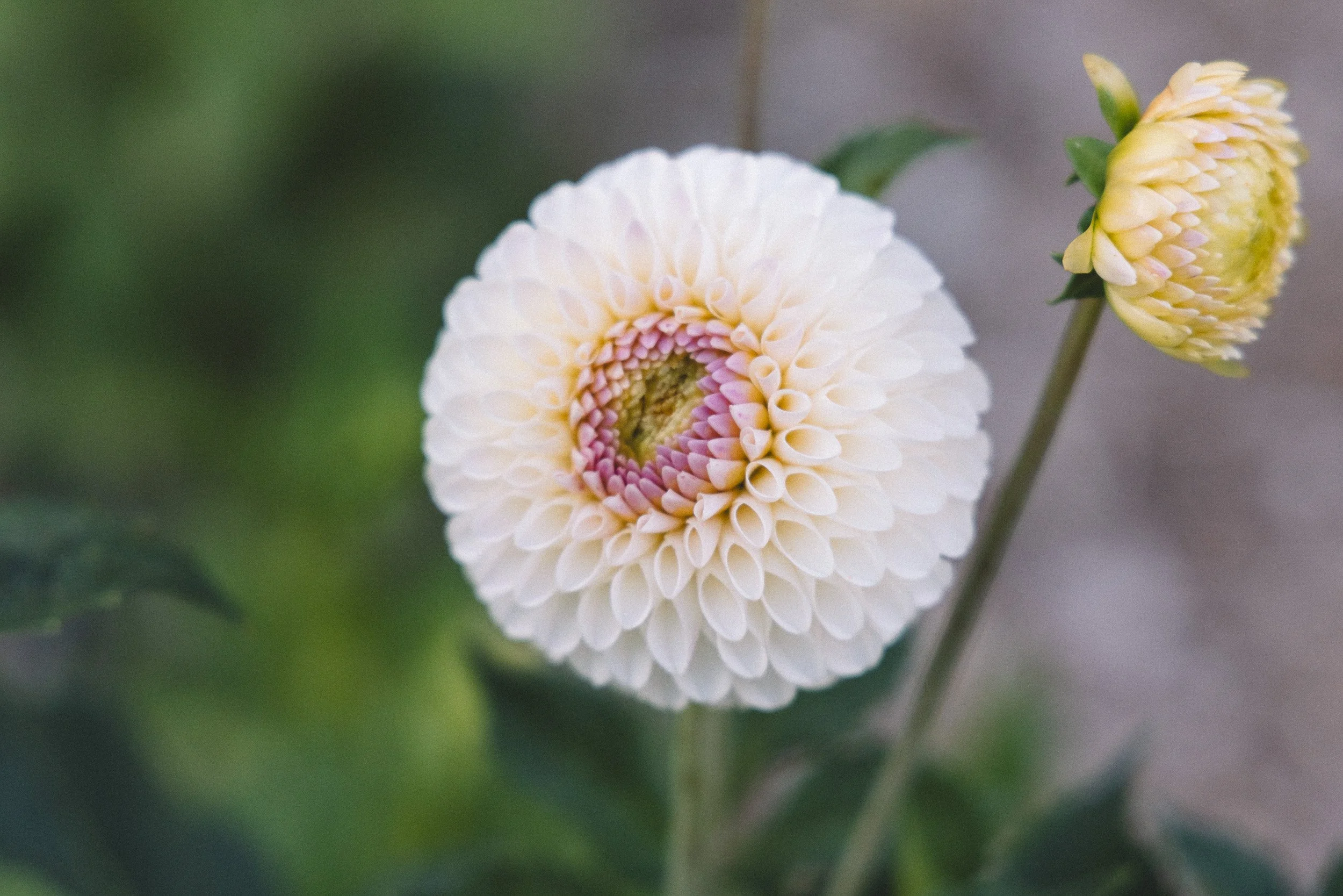 Close-up of a pale pink and white dahlia flower with a blurred green background.