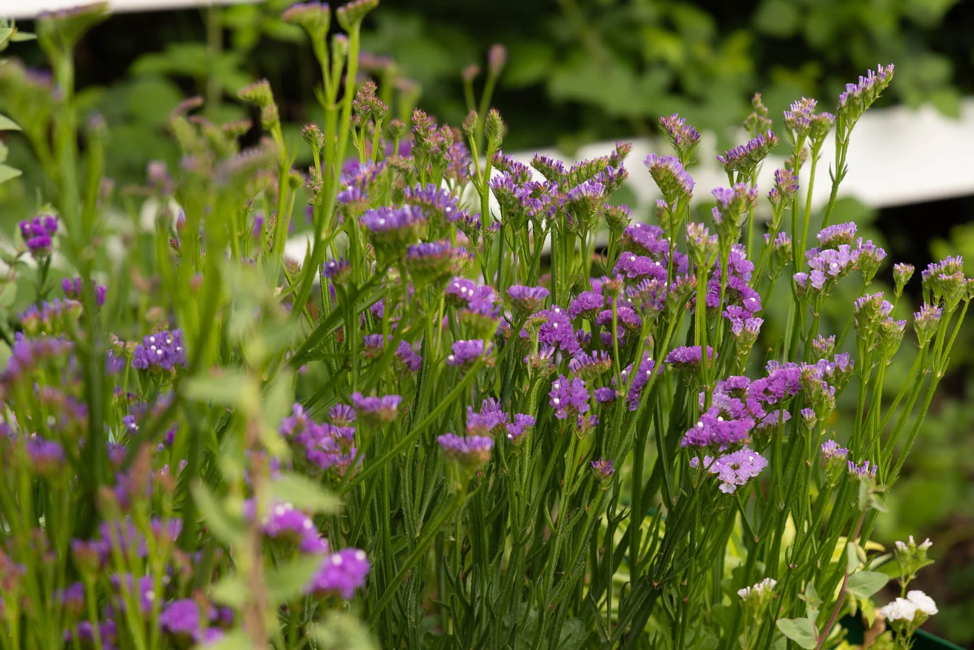 Statice flowers growing at White Brick Flower Farm for fresh bouquets and dried floral arrangements.