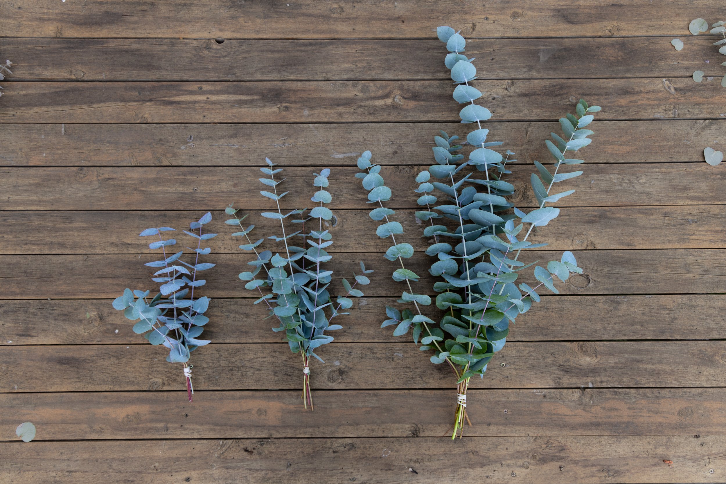 Three sprigs of dried eucalyptus leaves laid on a wooden surface