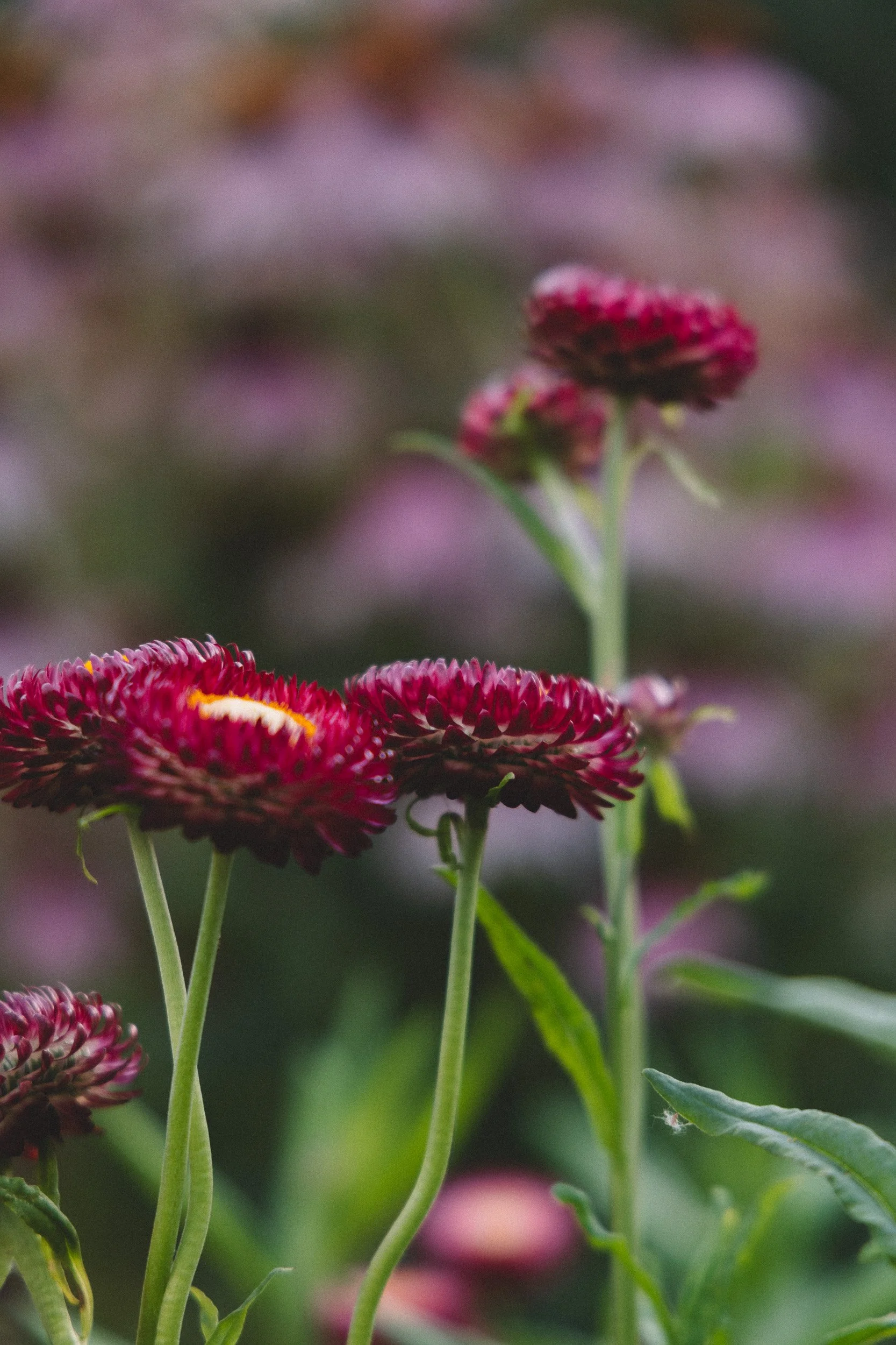 Close-up of pink and red flowers with green stems and leaves, blurred background.
