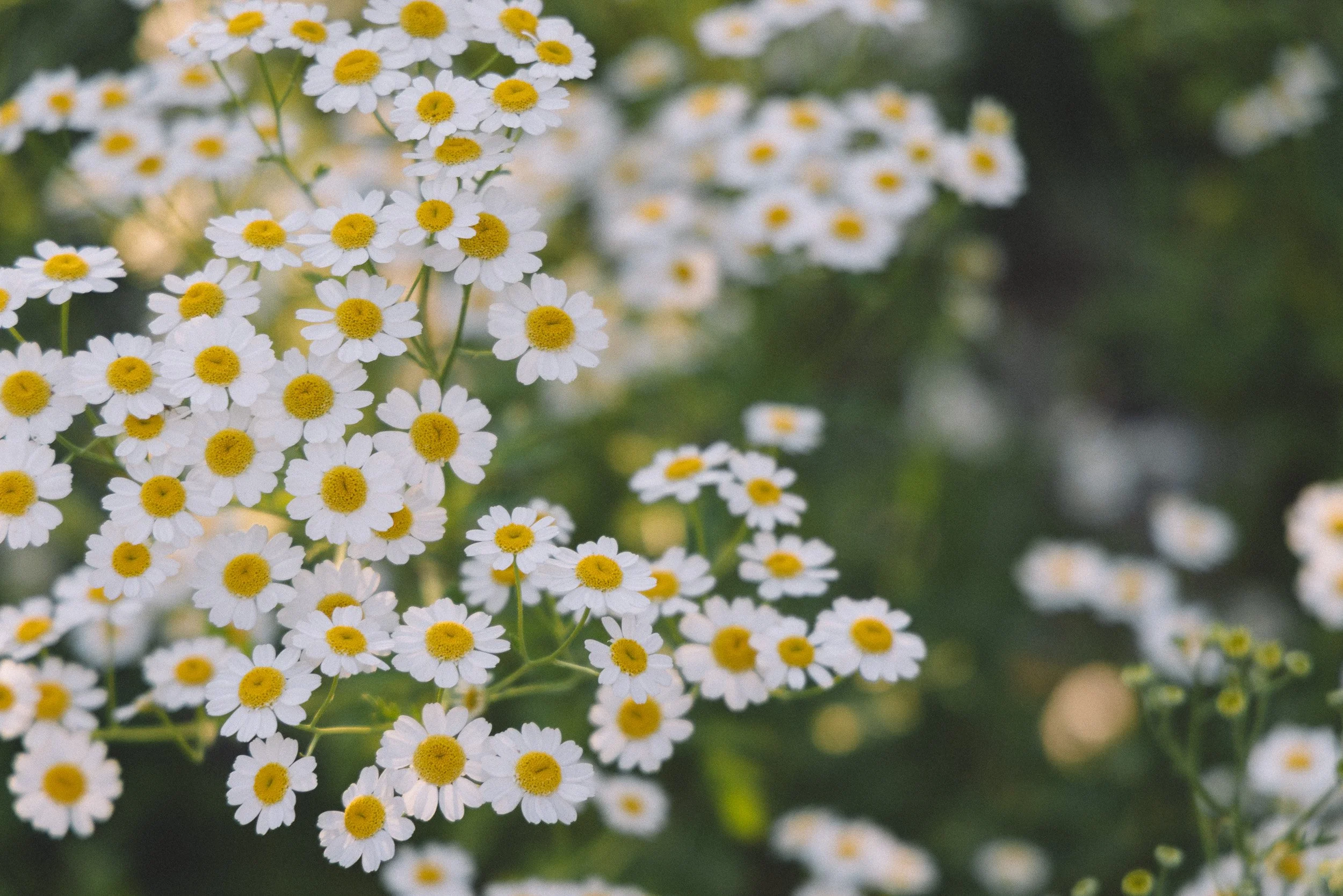 Close-up of small white daisies with yellow centers, blooming in a garden.