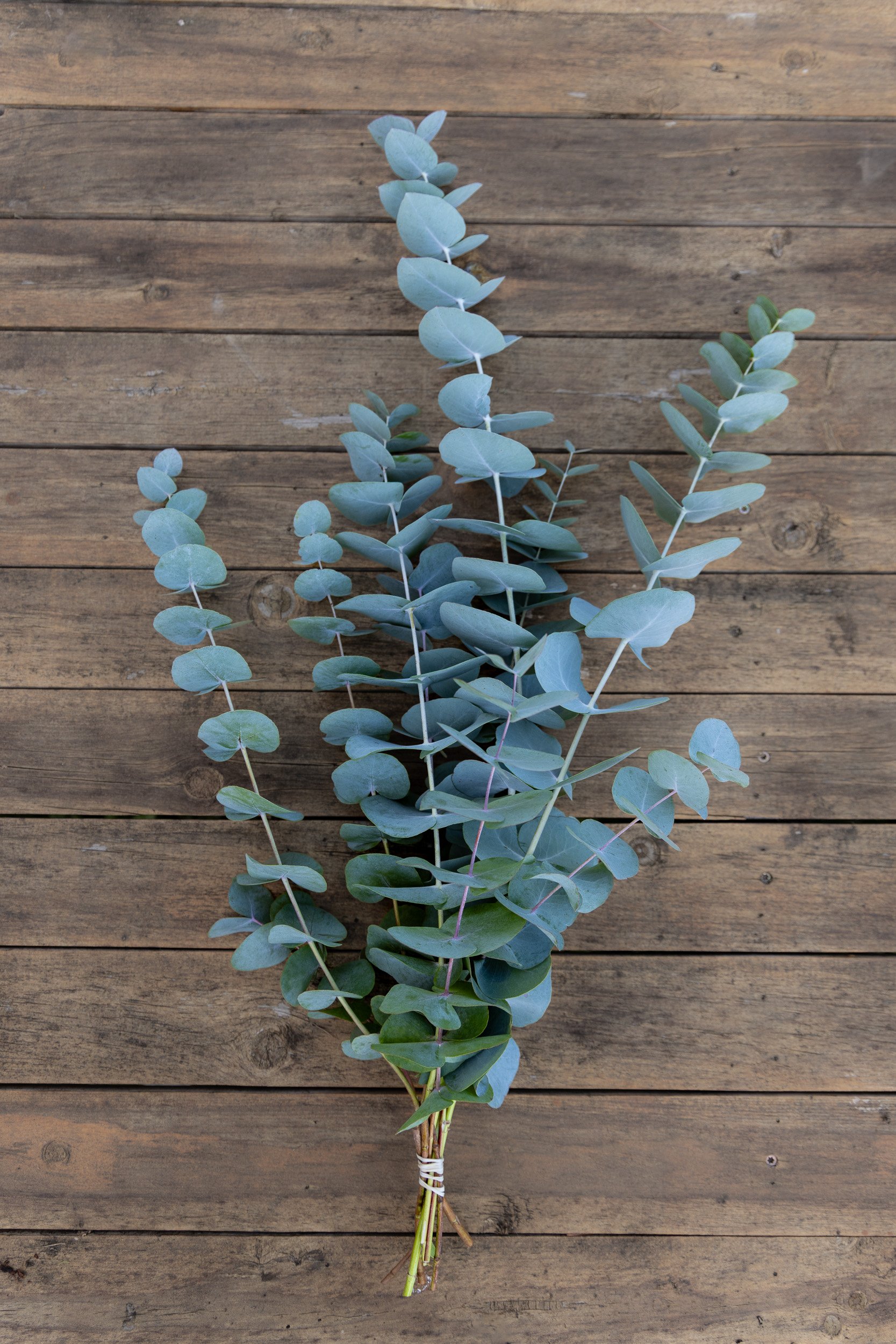 garden-grown-eucalyptus-white-brick-redmond--22.jpg