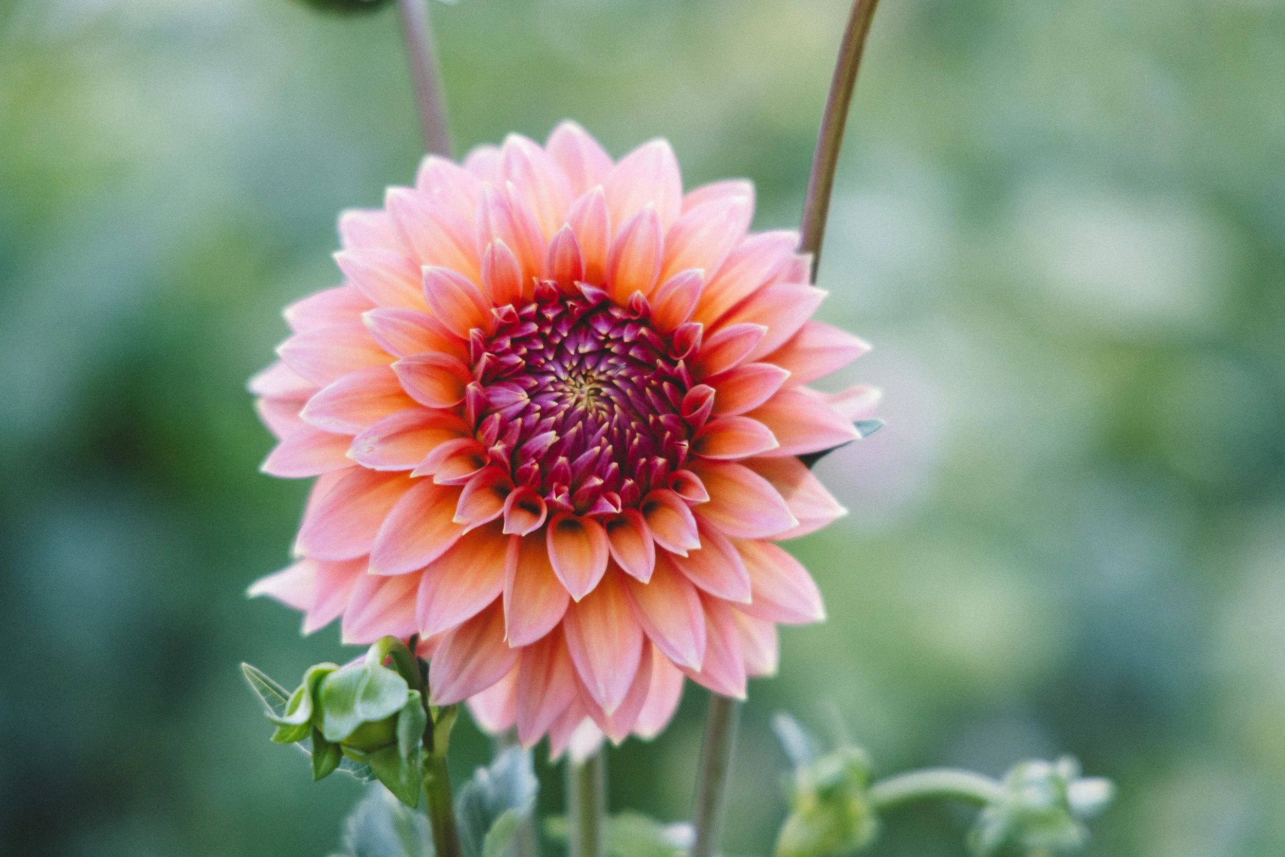 Close-up of a peach-colored dahlia flower blooming in a garden, with green leaves and a blurred background.