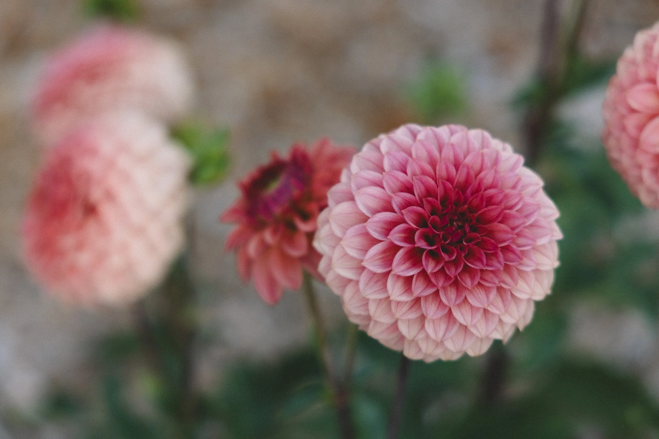 Close-up of pink dahlias with layered petals, with a blurred background of green leaves.
