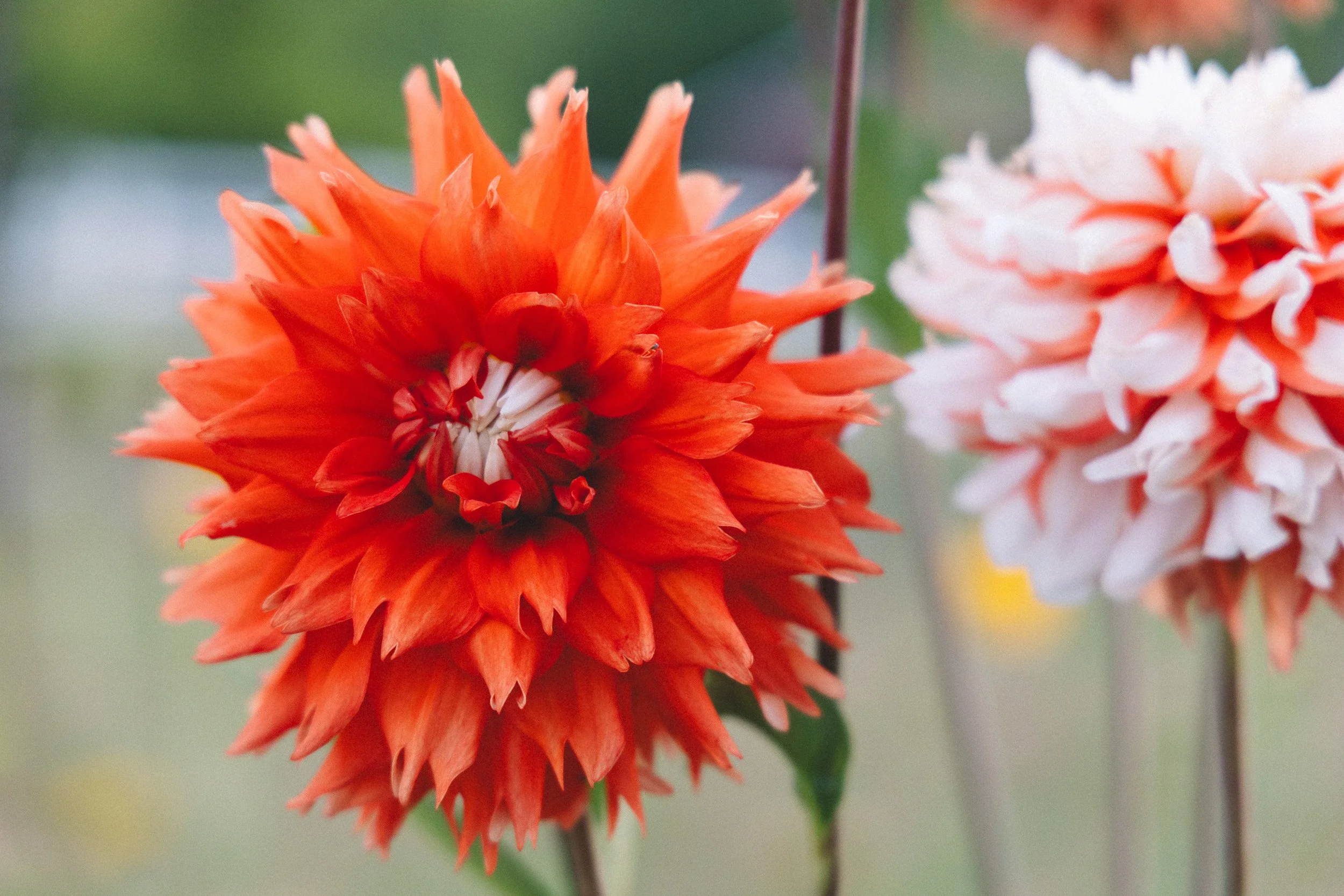 Close-up of a vibrant orange dahlia flower with layered petals.