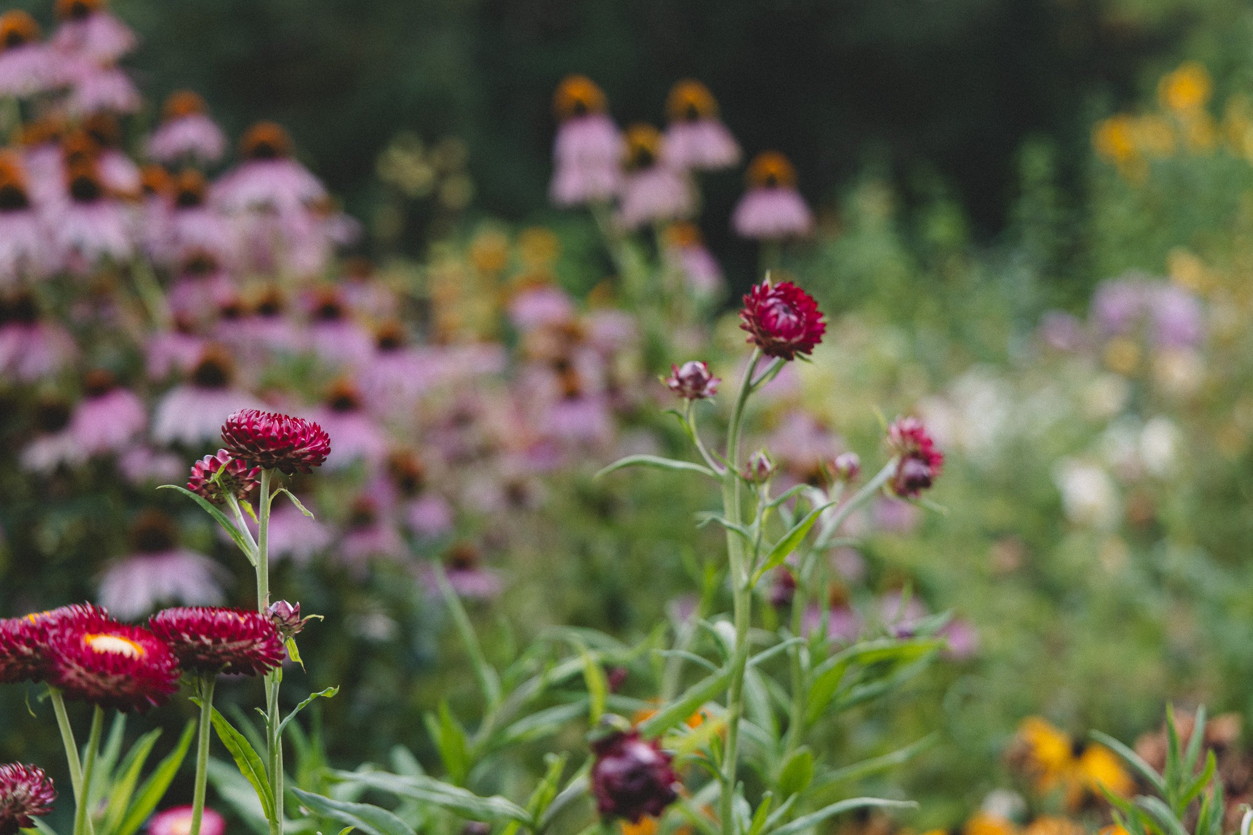 Close-up of pink and red flowers with a blurry background of similar flowers and greenery.