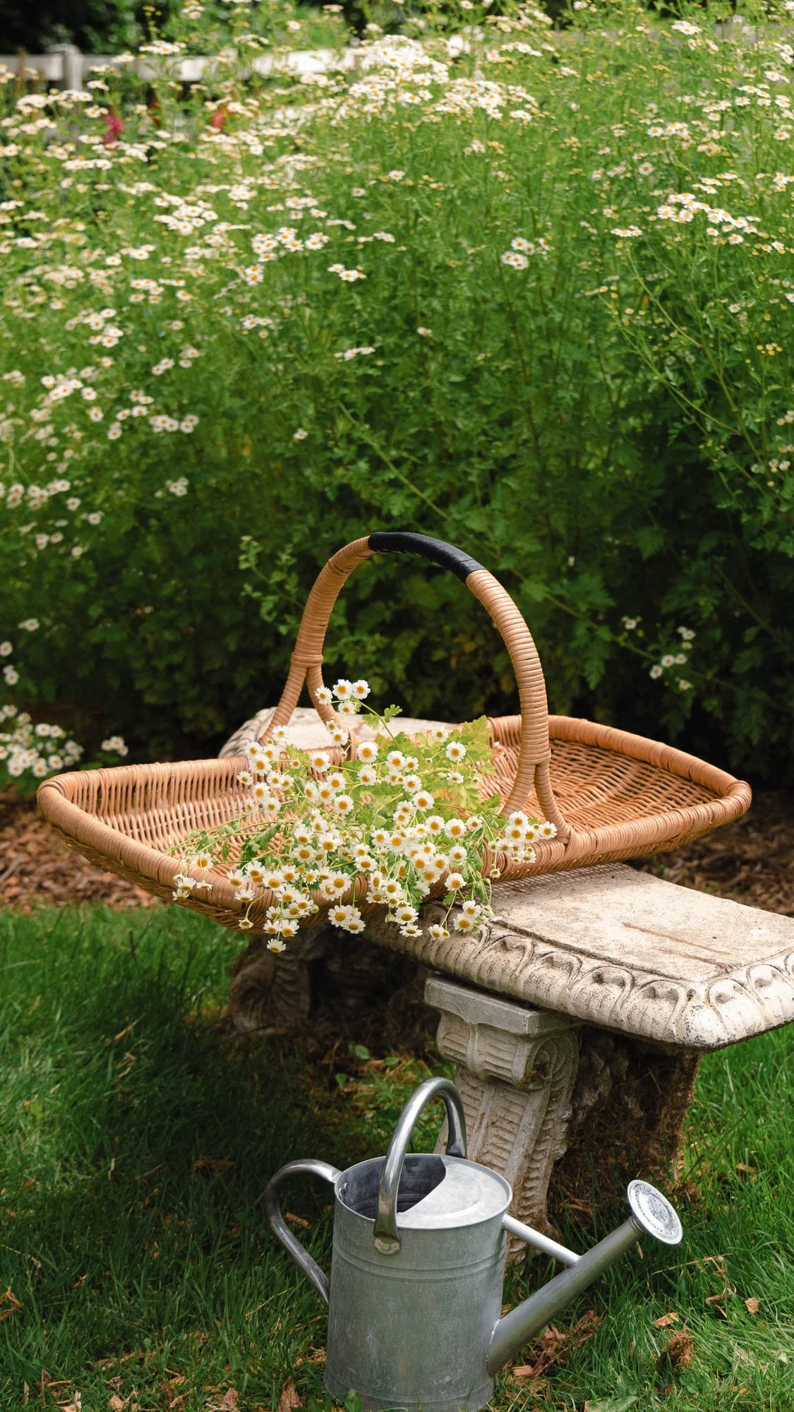 White feverfew flowers harvested in a wicker basket at White Brick Flower Farm.