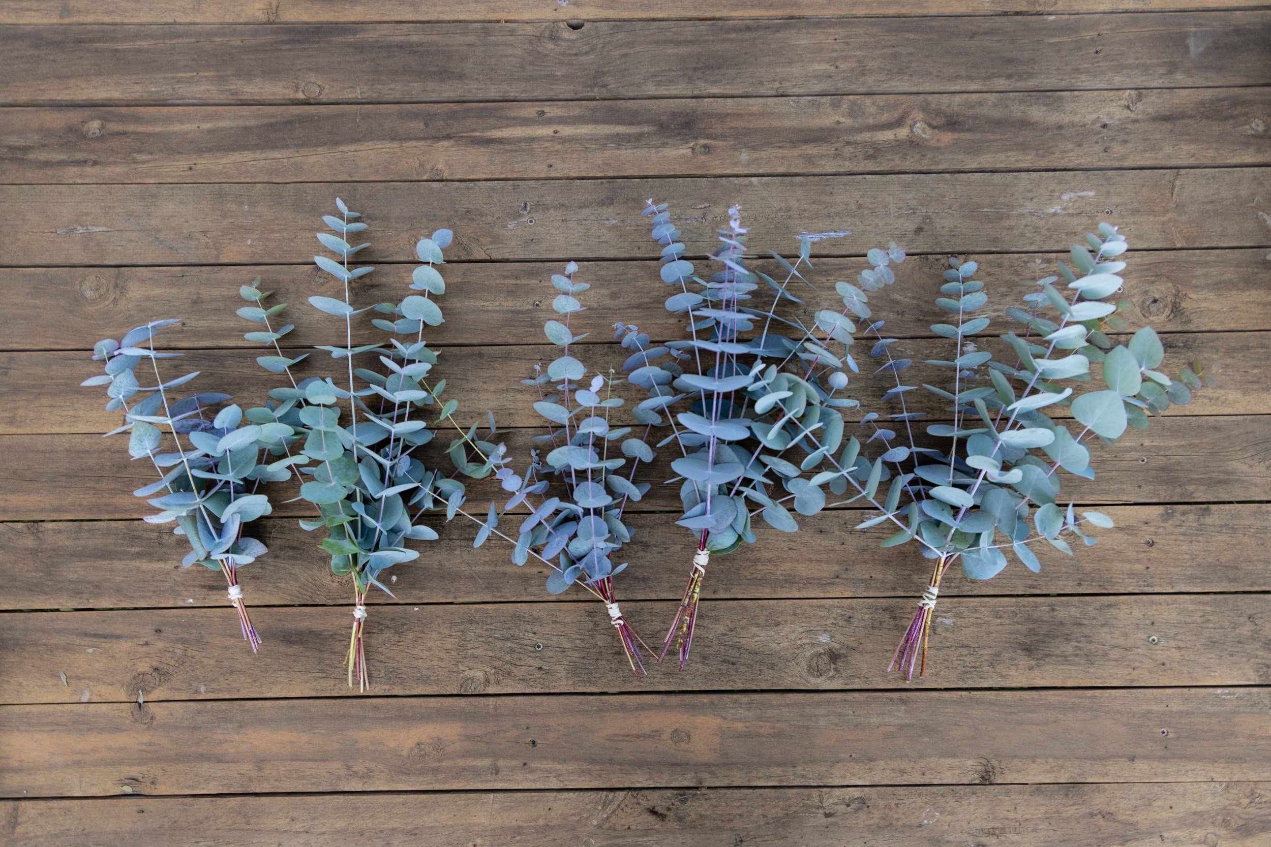 garden-grown-eucalyptus-white-brick-redmond-.jpg