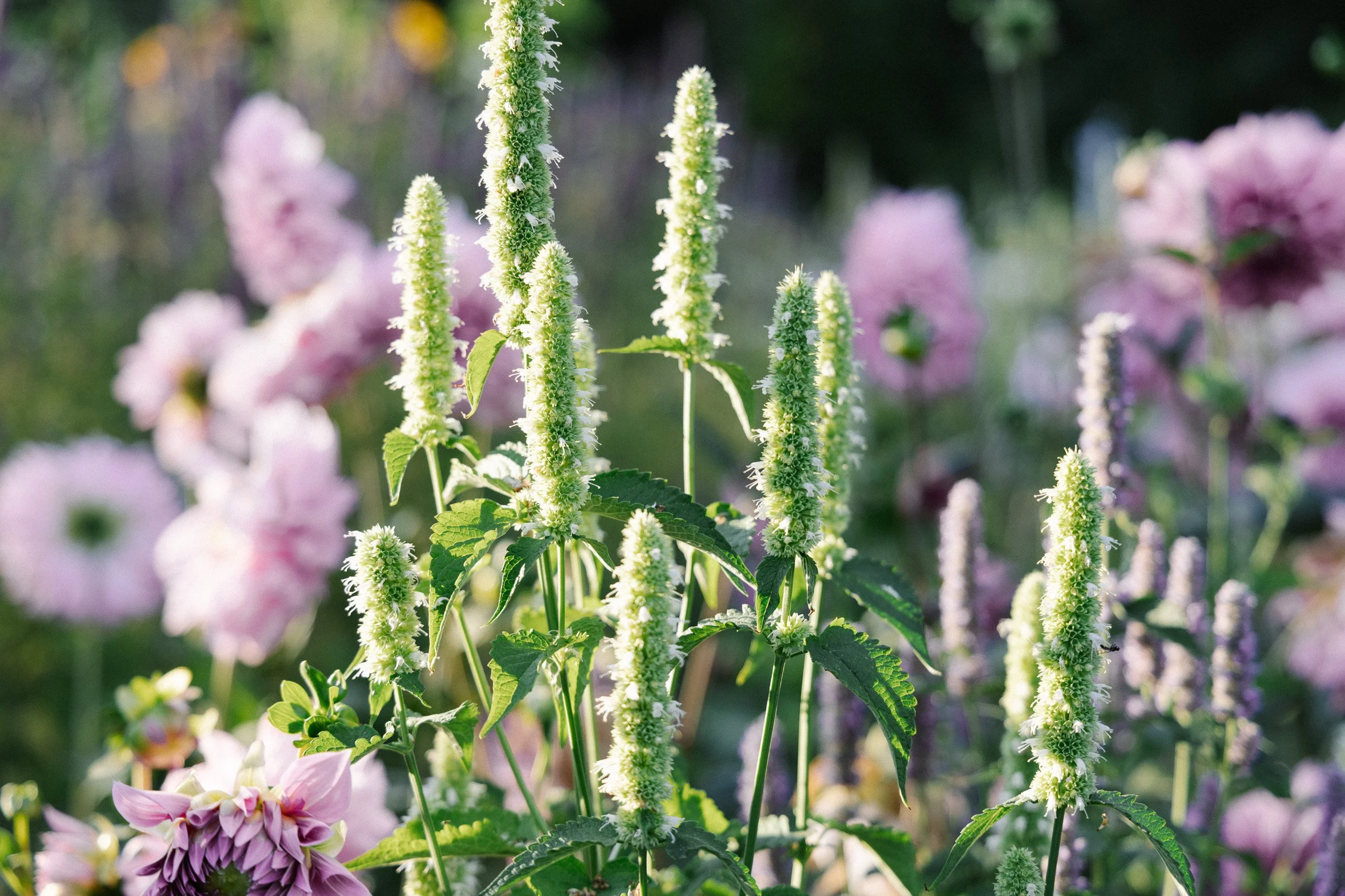 Tall green flowering plants with white blossoms in a garden, with pink and purple flowers blurred in the background.