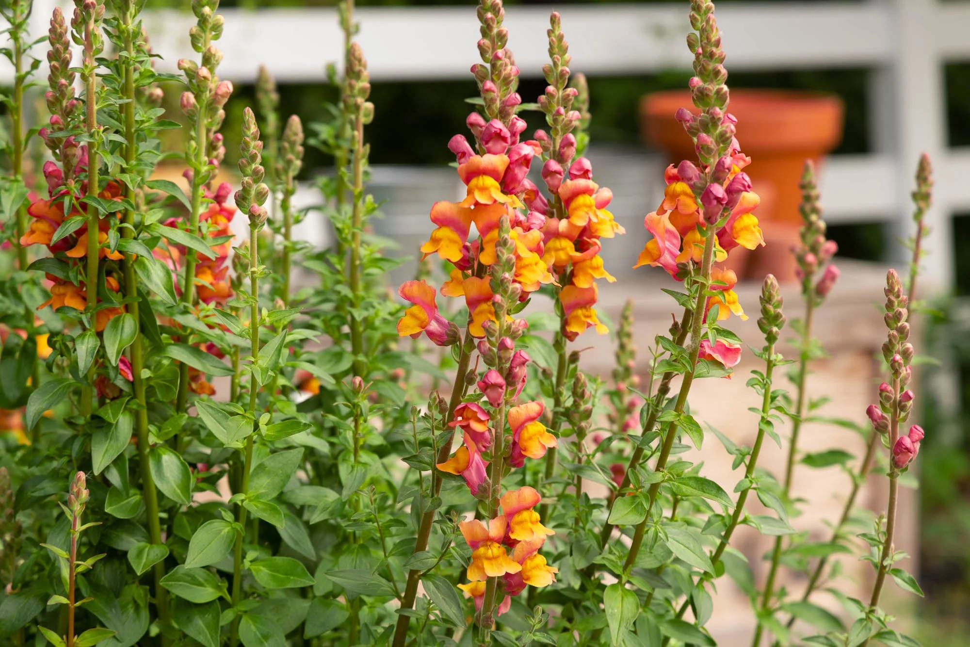 Orange and pink snapdragon flowers growing at White Brick Flower Farm in Redmond, Washington.