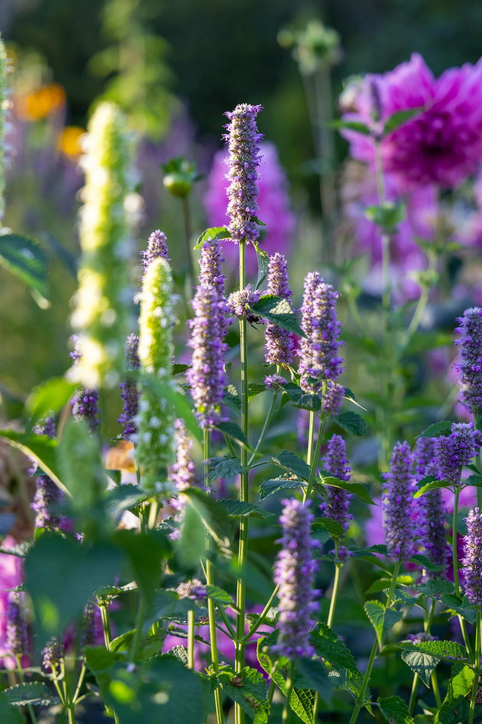 Close-up of purple and green flower plants with a blurred background of more flowers and greenery.