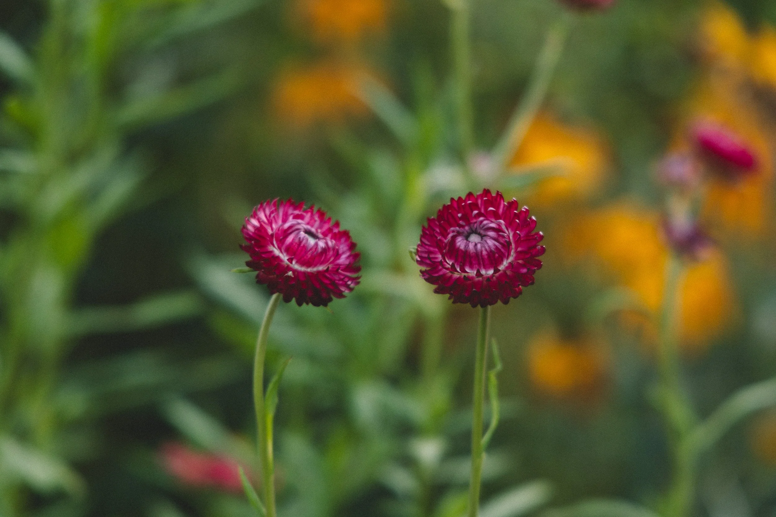 Close-up of three small pink and white striped flowers on green stems, with a blurred background of green and orange-yellow hues.