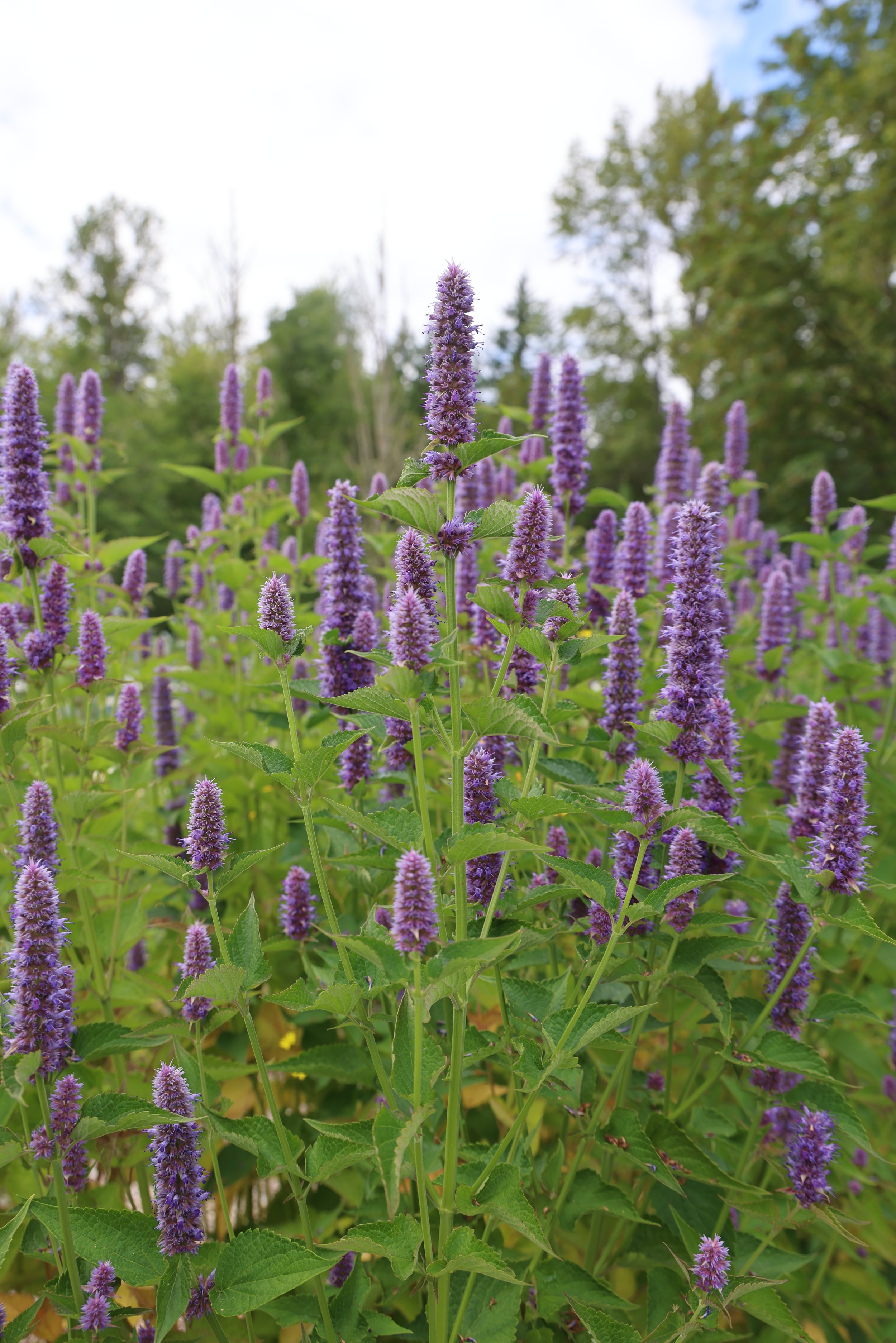 agastache-flowers-cutting-garden12.JPG