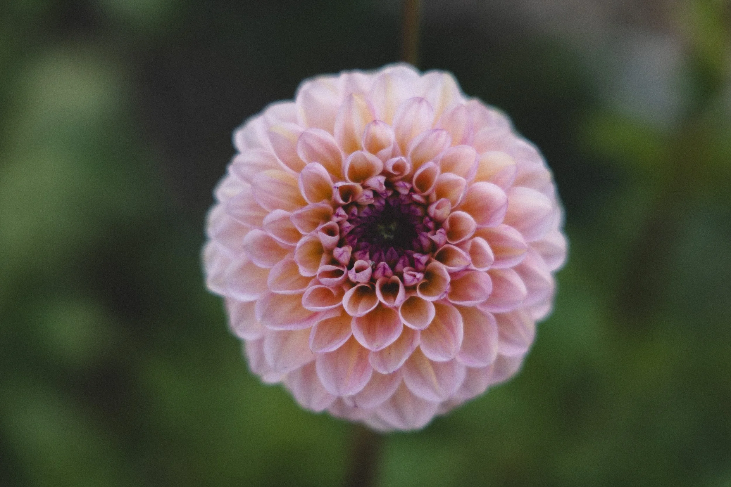 Close-up of a pink dahlia flower with a dark purple center, reflected in water.