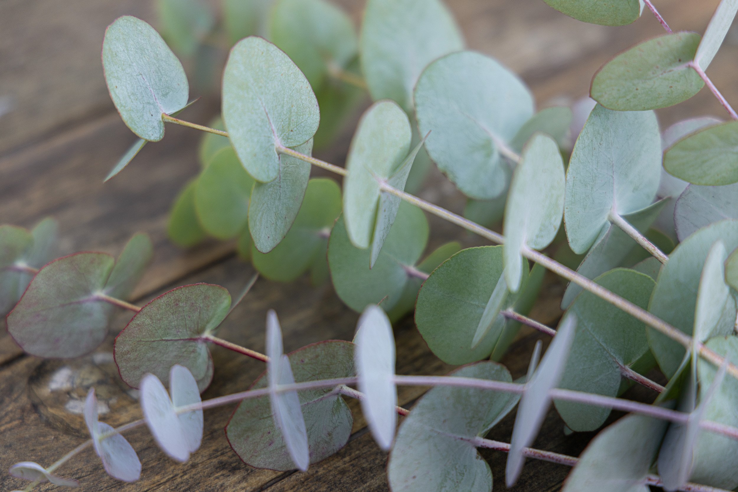 garden-grown-eucalyptus-white-brick-redmond--19.jpg