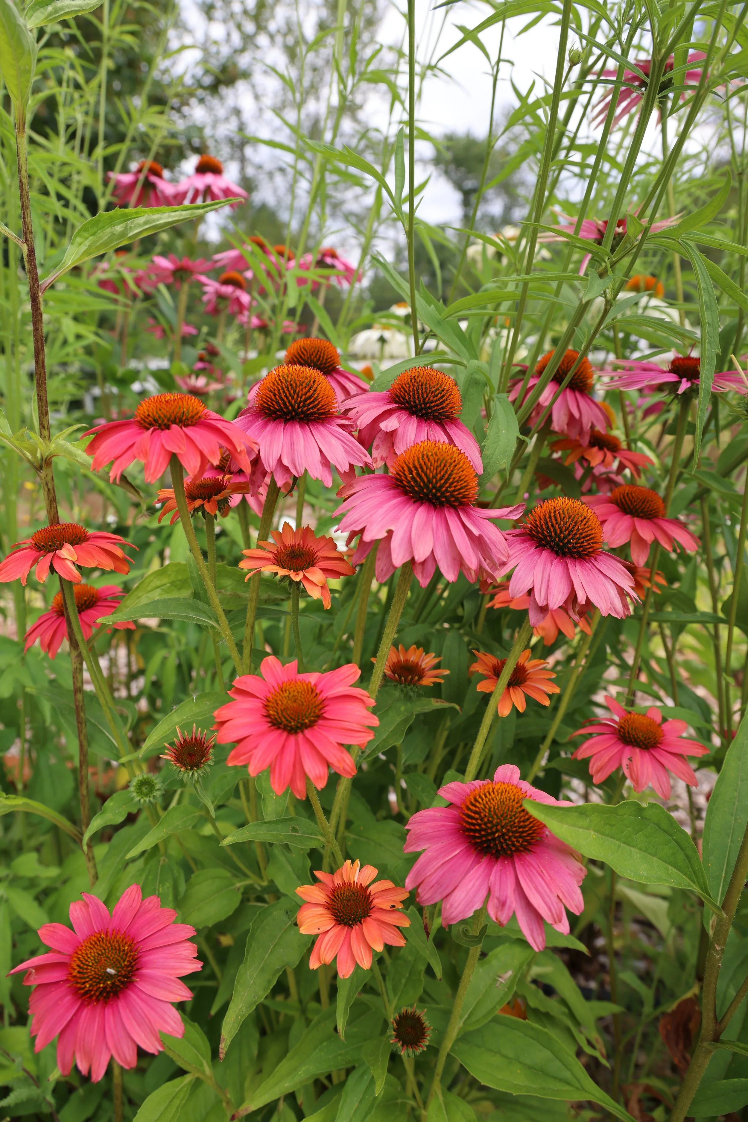 Close-up of pink coneflowers with orange centers in a garden.