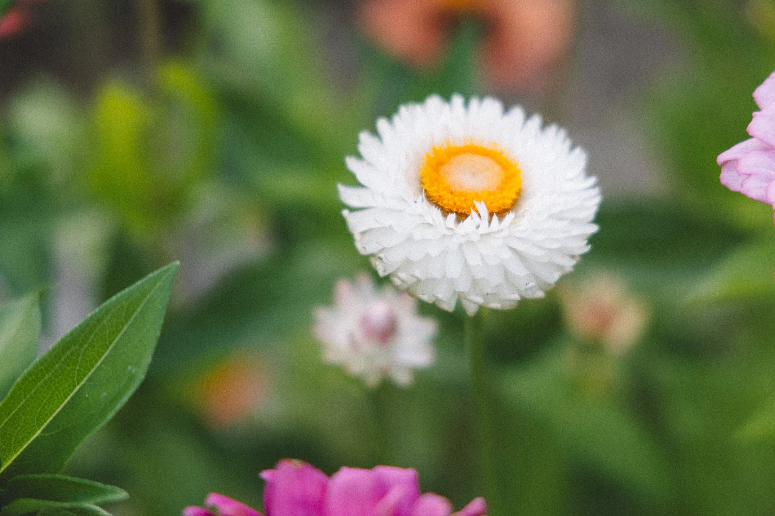 Close-up of a white flower with a yellow center, surrounded by green leaves and pink flowers in the background.