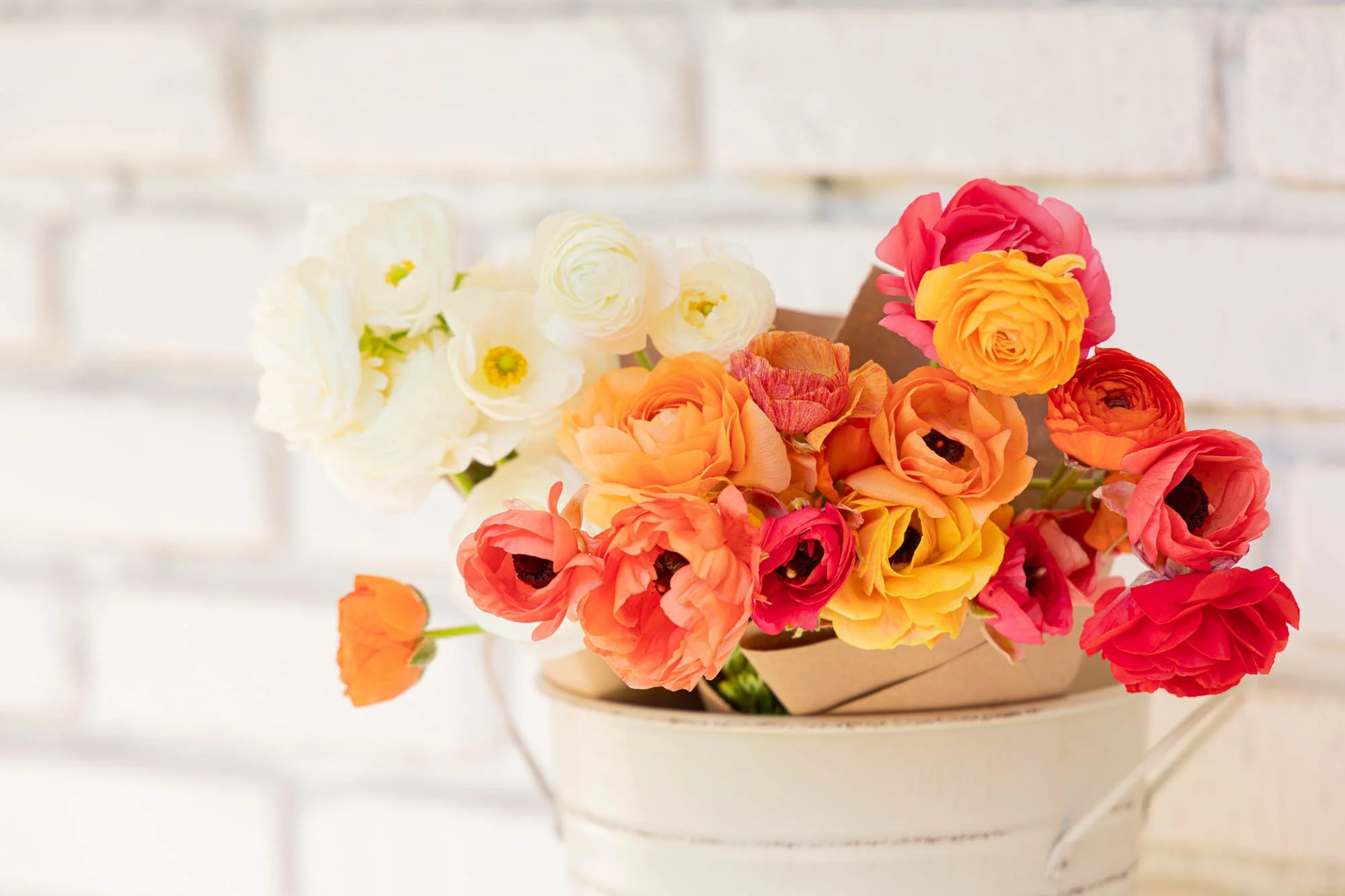 white-brick-flower-farm_spring-ranunculus-drop_hero-0015.jpg
