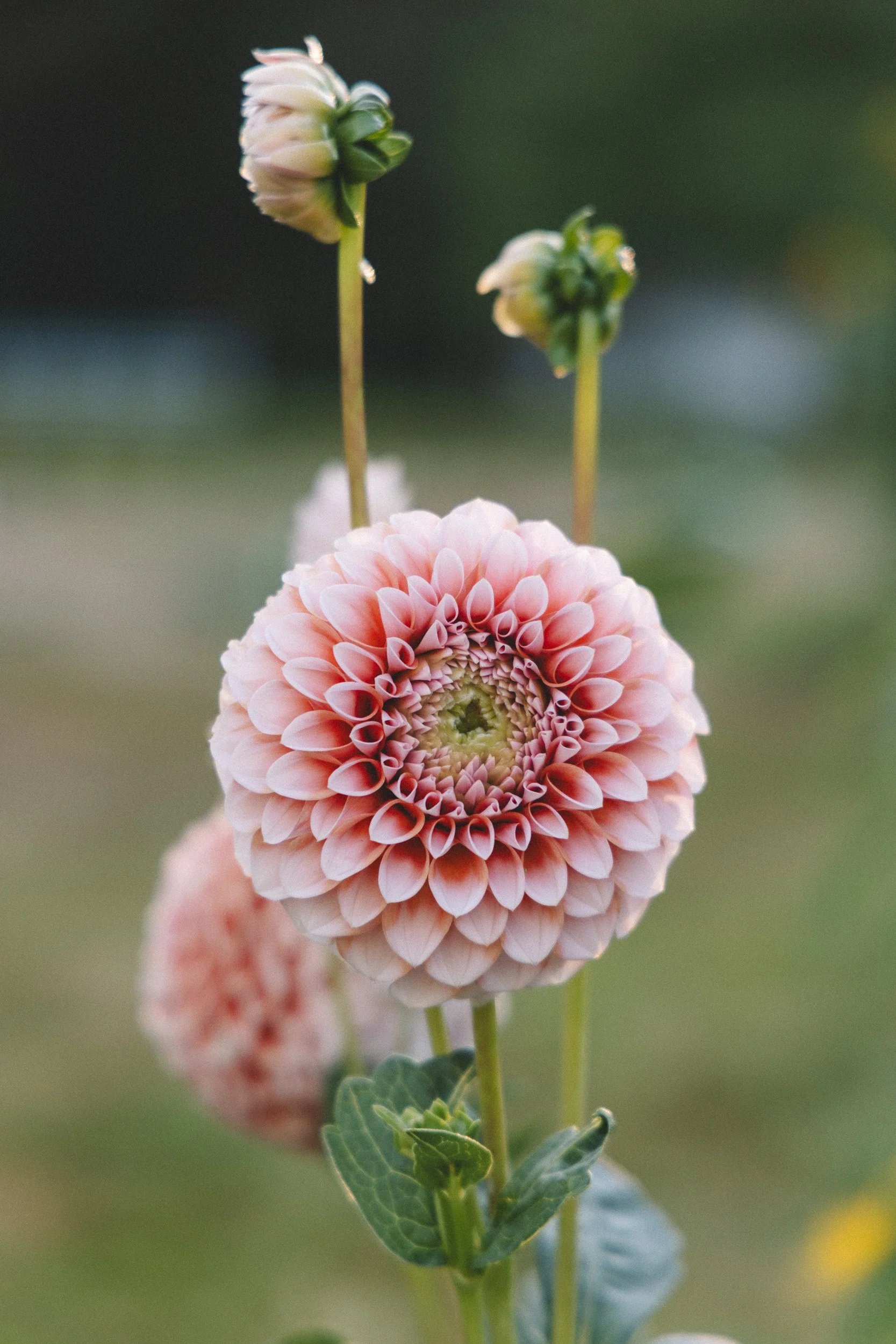 Close-up of a pink dahlia flower with a spiral pattern of petals, and green leaves on the stem, against a blurred green background.