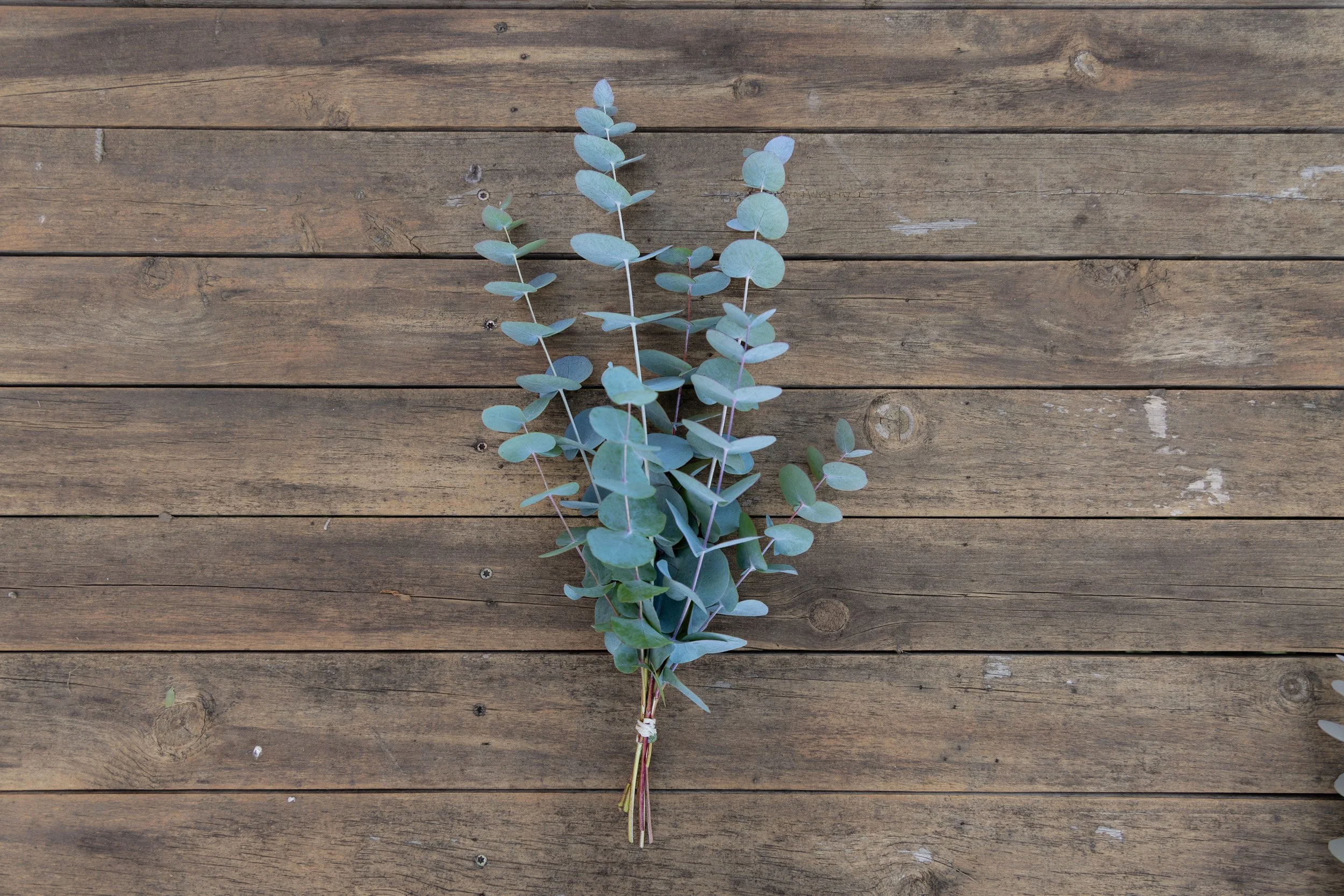 A small bundle of eucalyptus leaves tied with string, laid on a wooden surface.