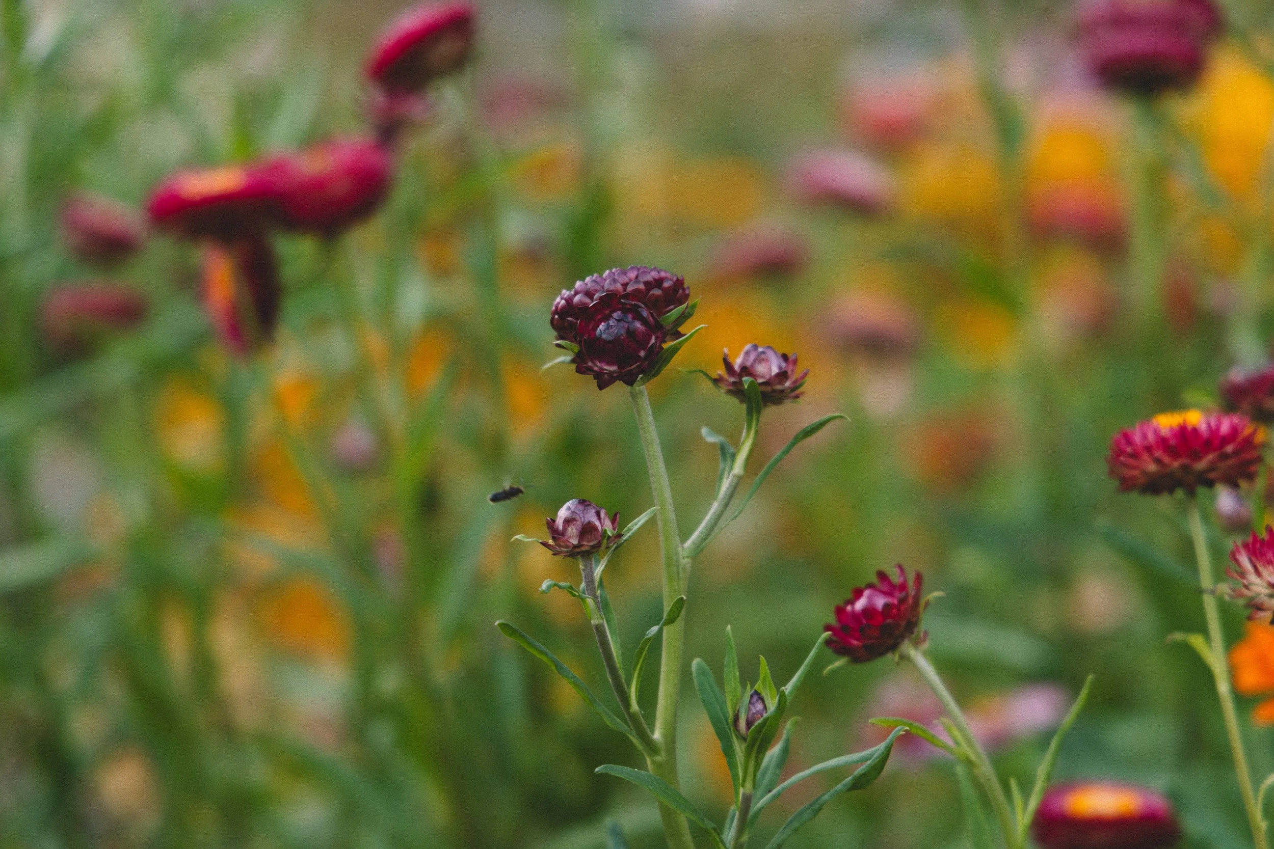 Close-up of a dark purple flower with a blurred colorful background of other flowers and greenery.