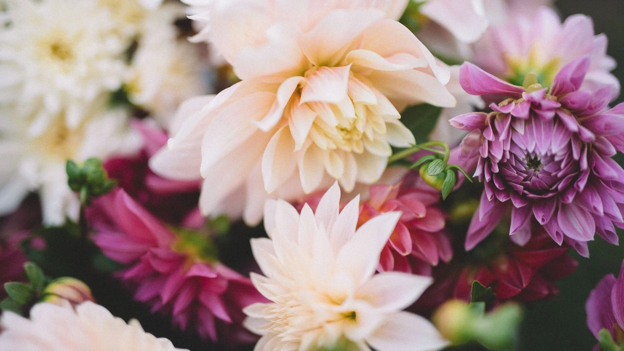 Pink, purple, and cream dahlias gathered from the White Brick cutting garden.