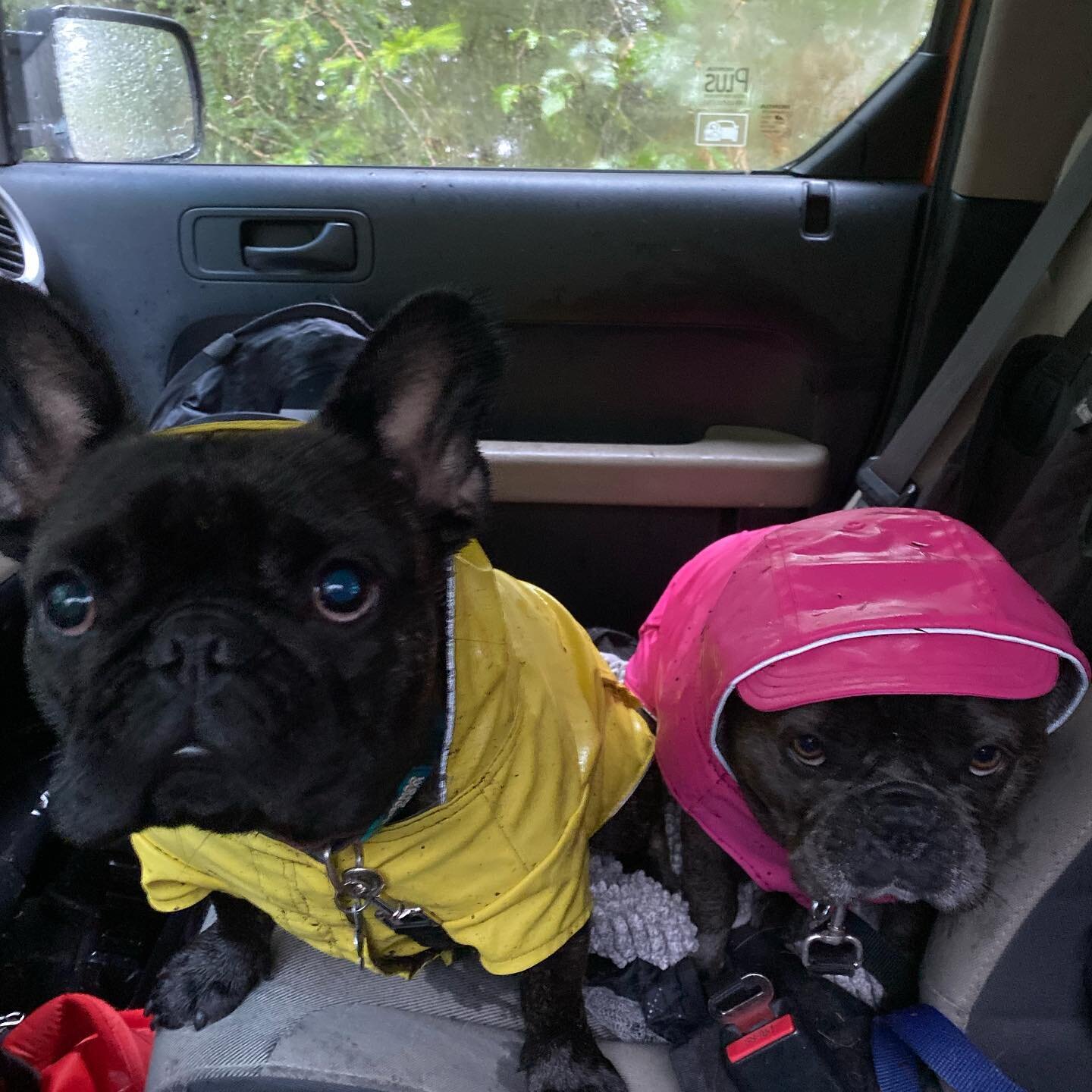Rainy days are back! 🌧😌 
Please remember to leave out a doggy towel and their rain gear for our muddy adventures!
