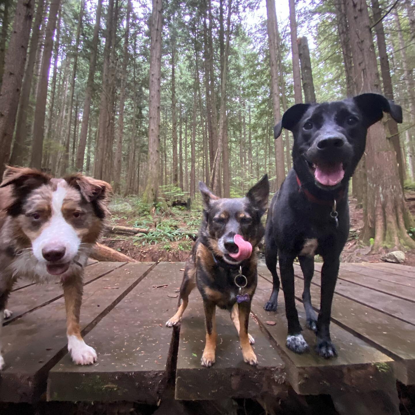 How to do Monday: 
hike with friends ✅
eat a few extra treatos cause it&rsquo;s monday✅