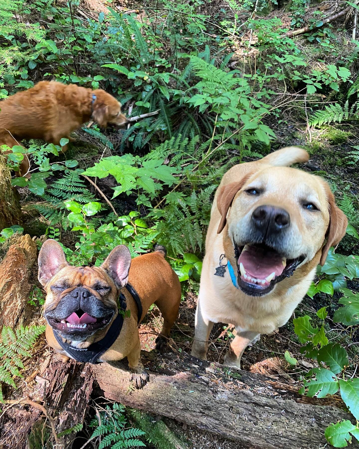 Luna and Teak😄😍! 
Ready for a week of fun adventure hikes with my friends! 🐾🏔