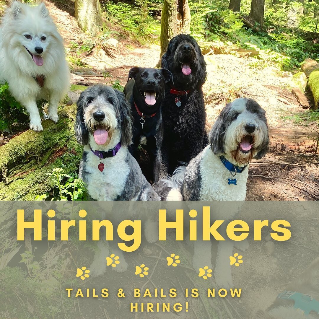 Tails and Bails is looking for an additional hiker to join the pack! If you love dogs, hiking beautiful mountain trails and don&rsquo;t mind the rain and big sloppy kisses from adorable pups then we have a job for you! 

Apply via email tailsandbails