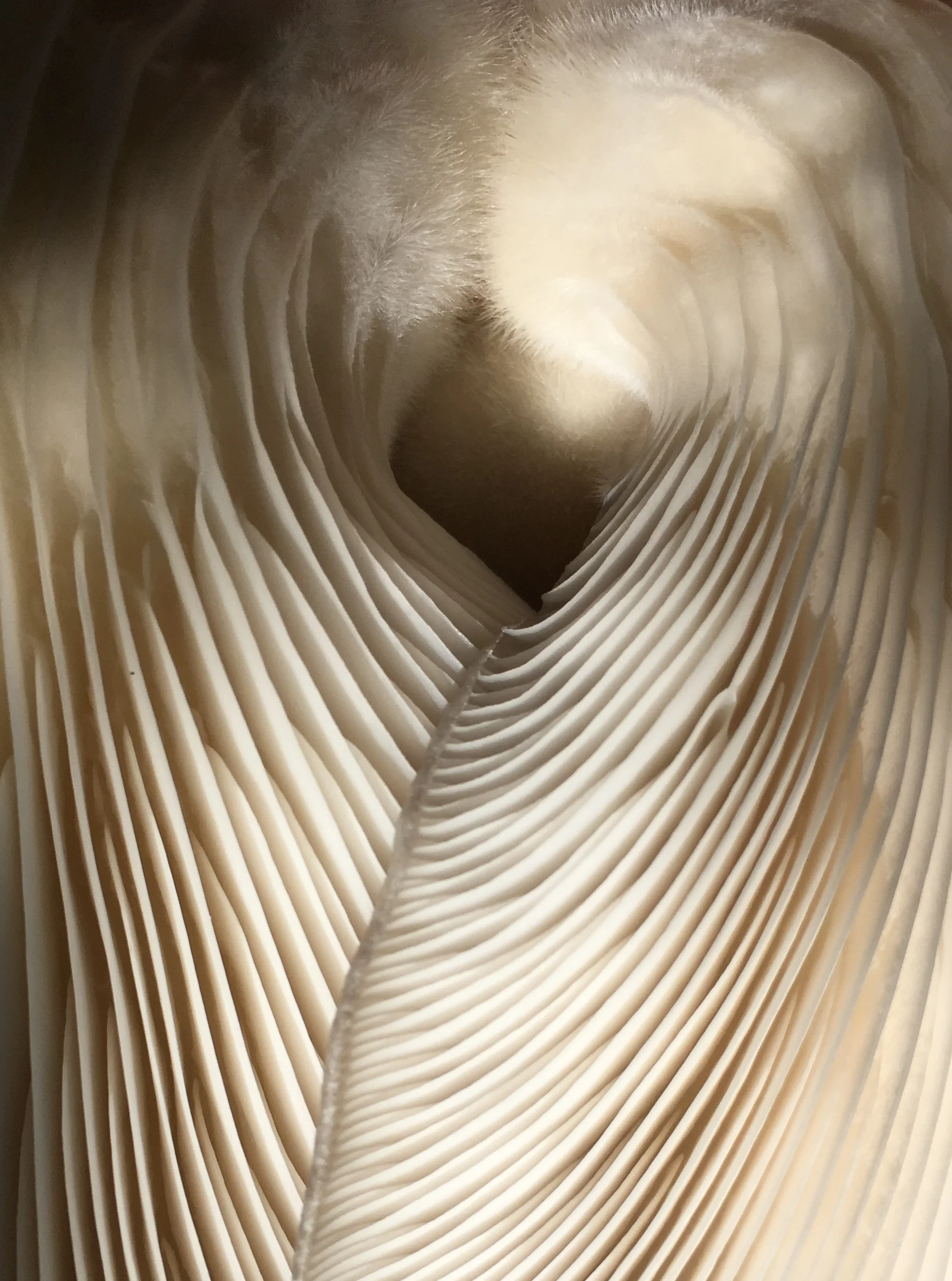 This picture will always reming me of angels wings