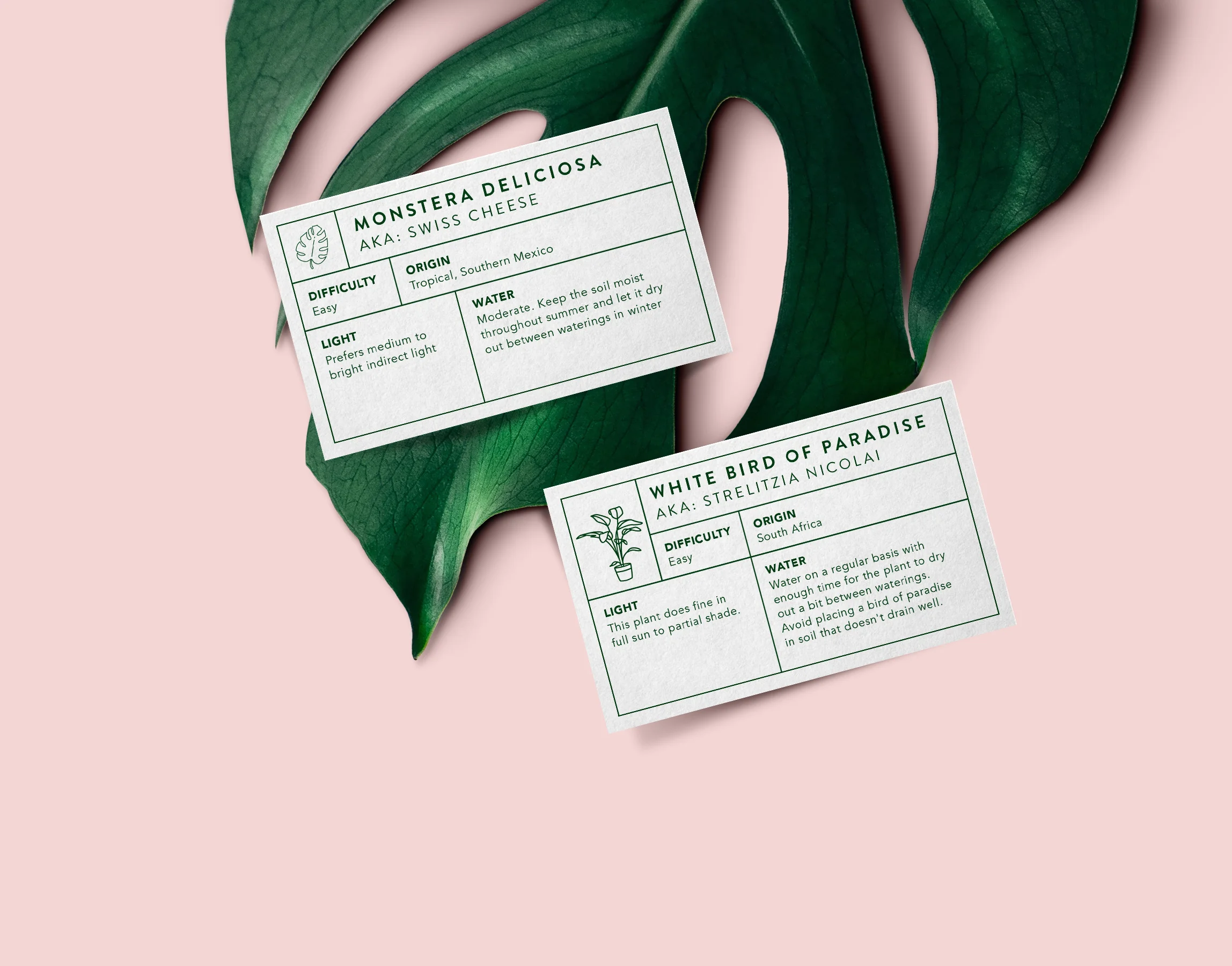 2labels_Monstera_Mockup_02.jpg