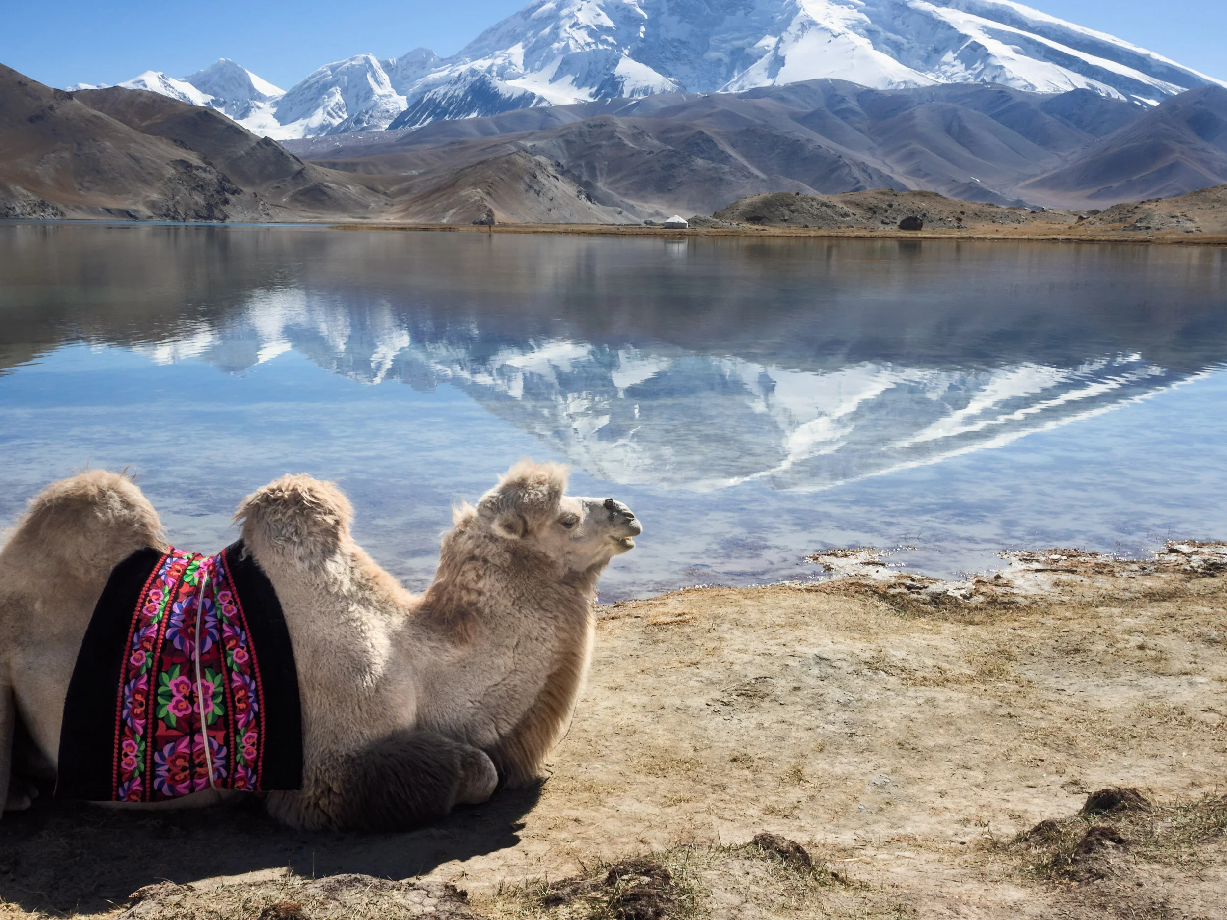 Pamir Mountain Camel and The Father of Ice