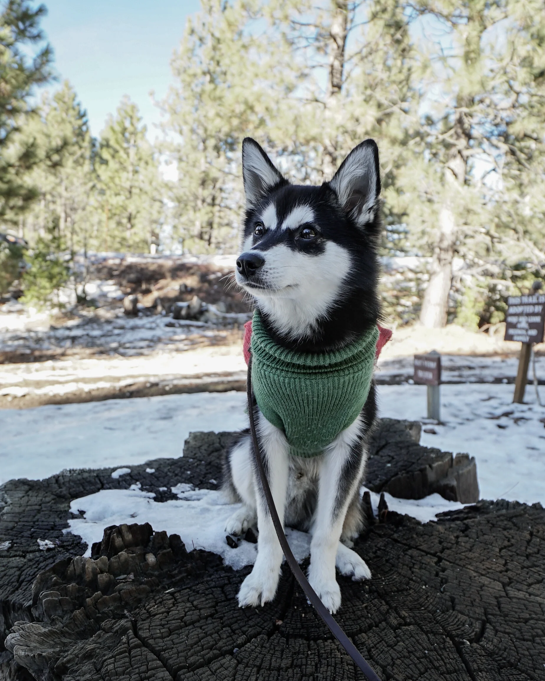  Askal the Alaskan Klee Kai puppy, posing for a picture in the snow at Shaver Lake. 