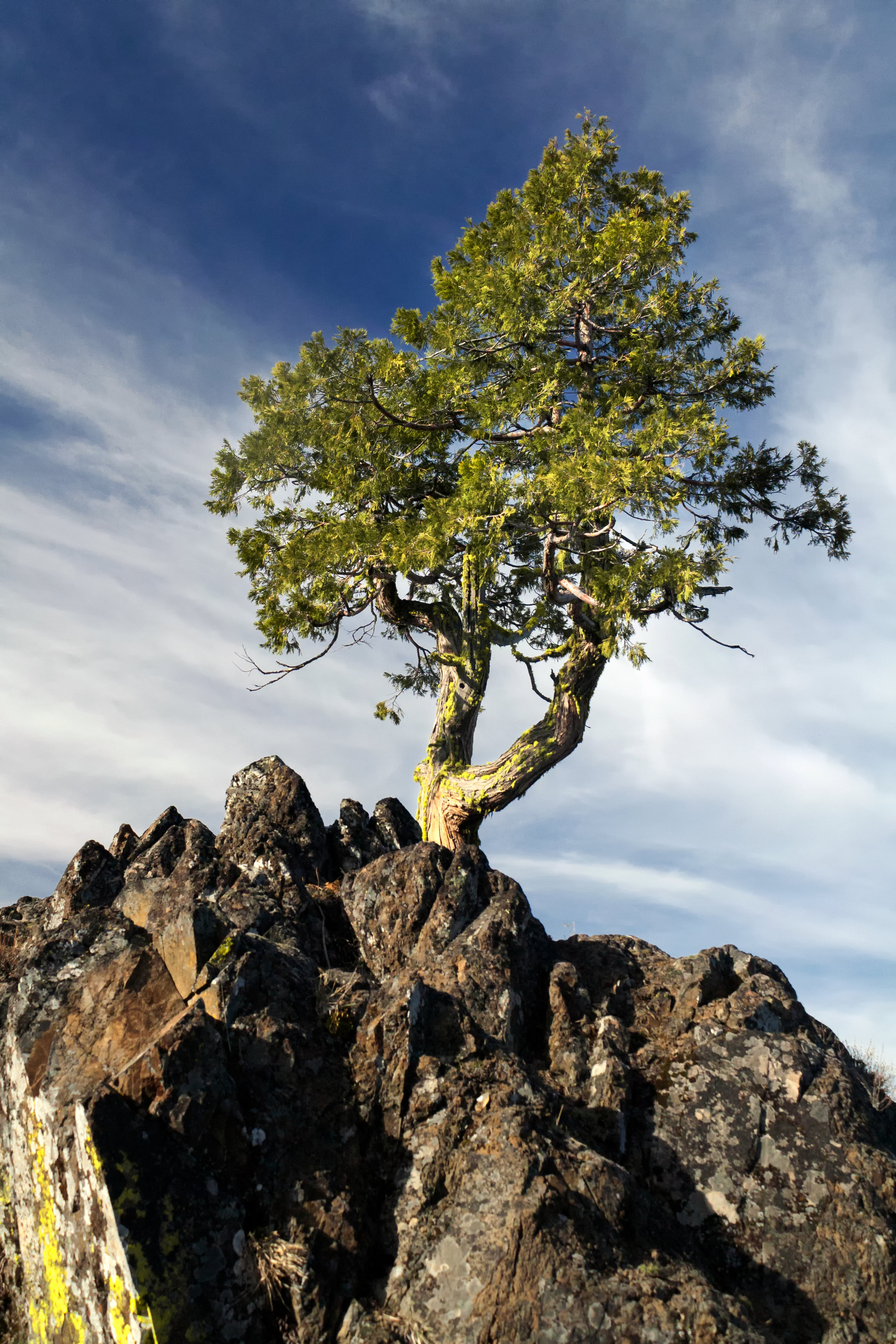 tree.jpg