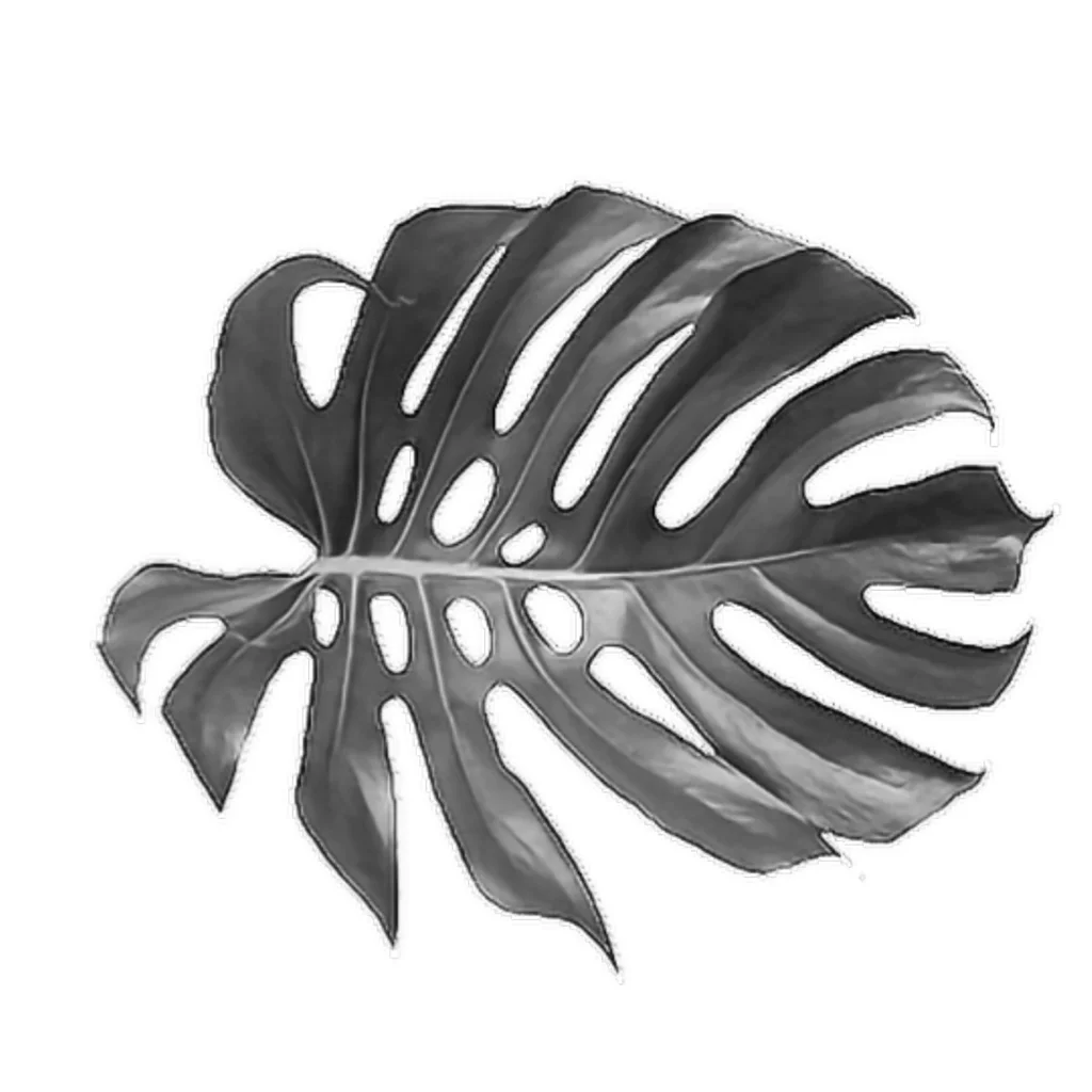 transparent-leaf-monstera-5.jpg