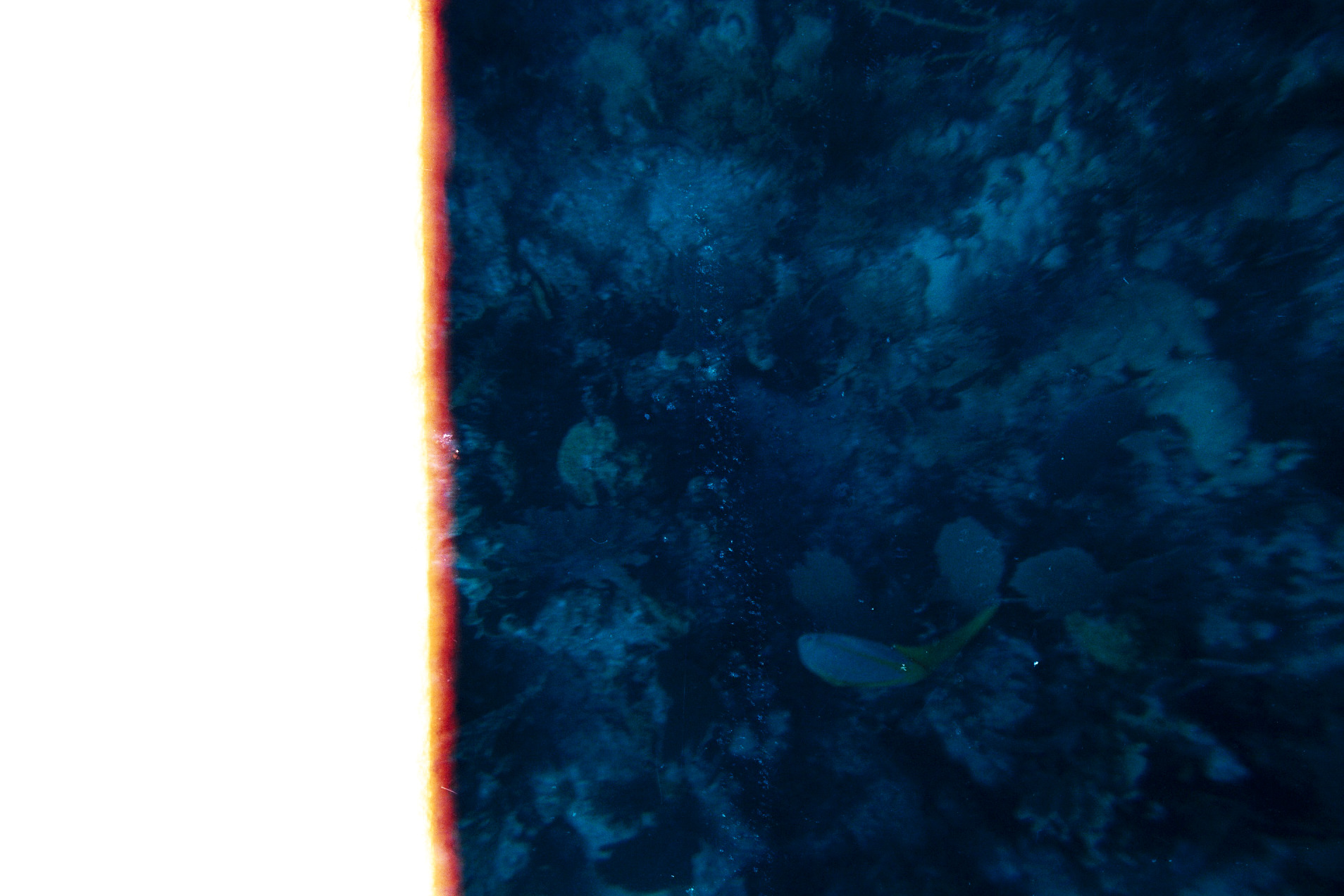 Reef.jpg