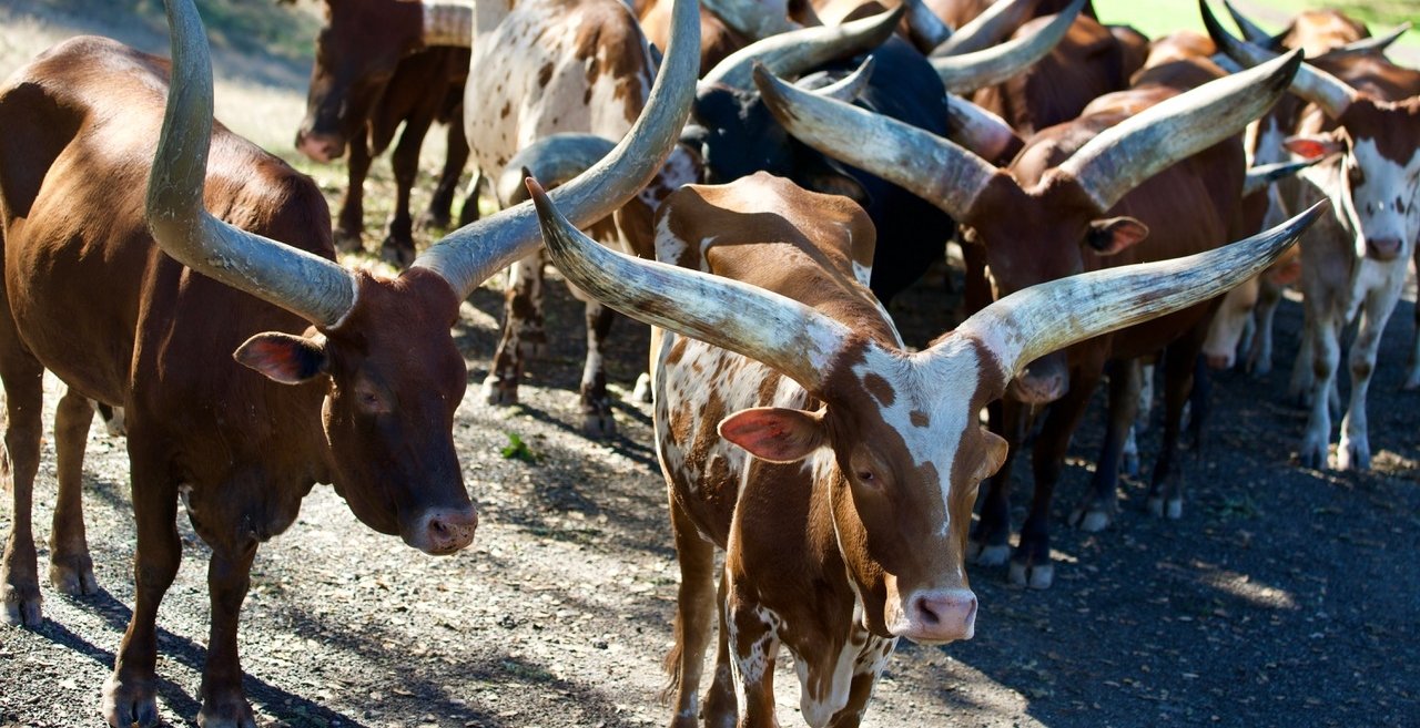 Texas Practitioner Steer1.jpeg