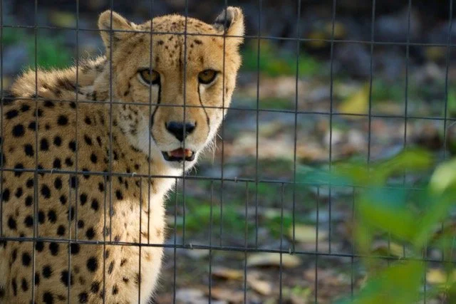 Shame and Addictions