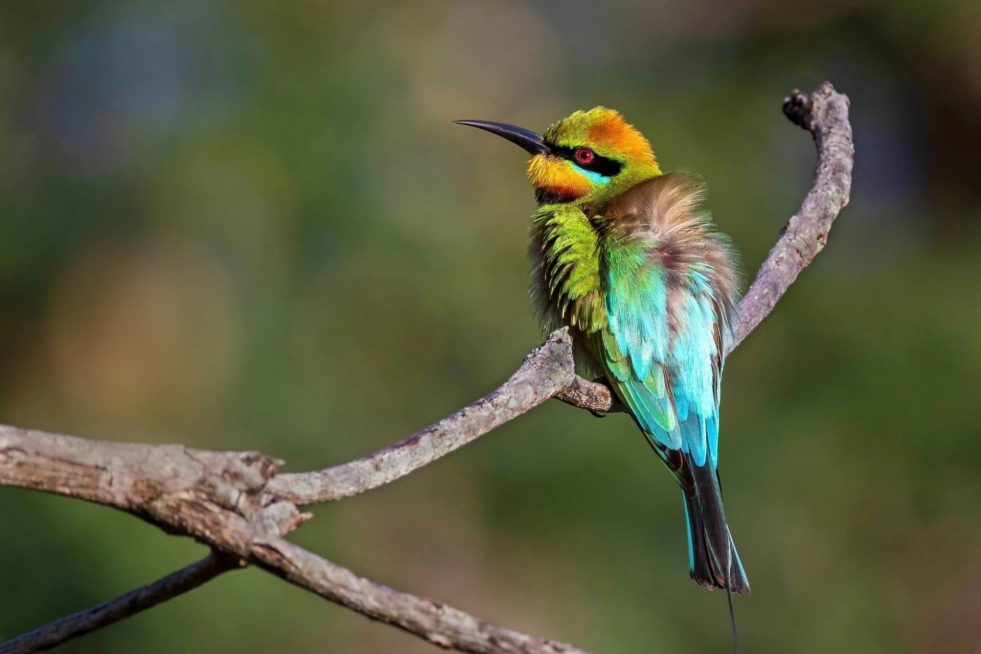 davidclode-nature-10426343_1920.jpg