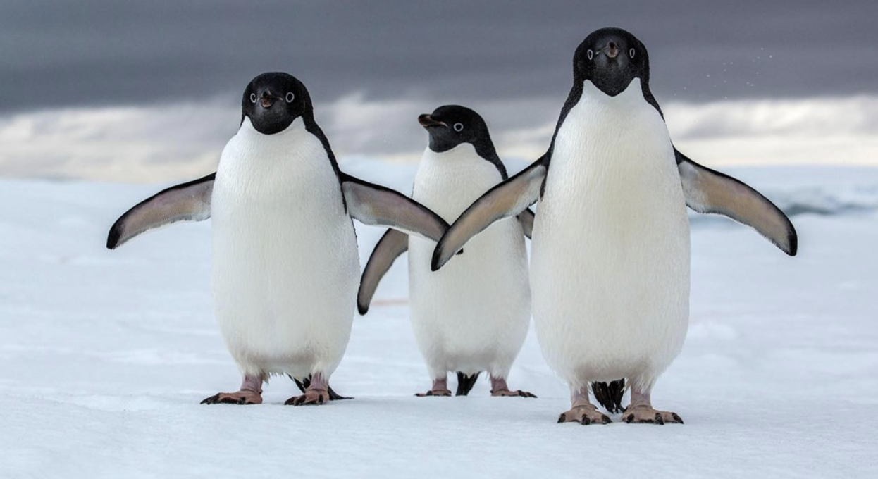 Photo by National Geographic Australia