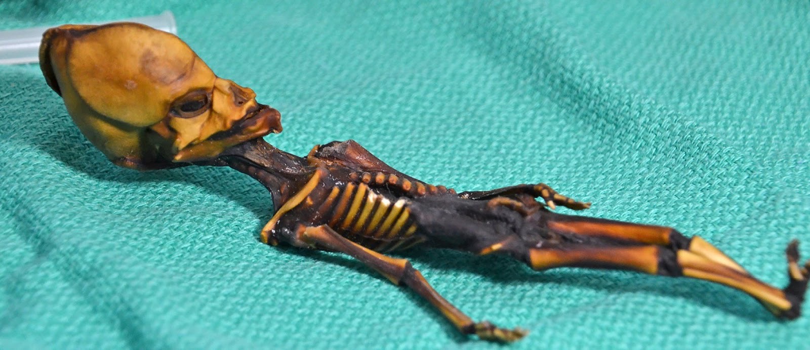 Photo: Researchers debate the testing of the remains of this mummy (Source: NYT )