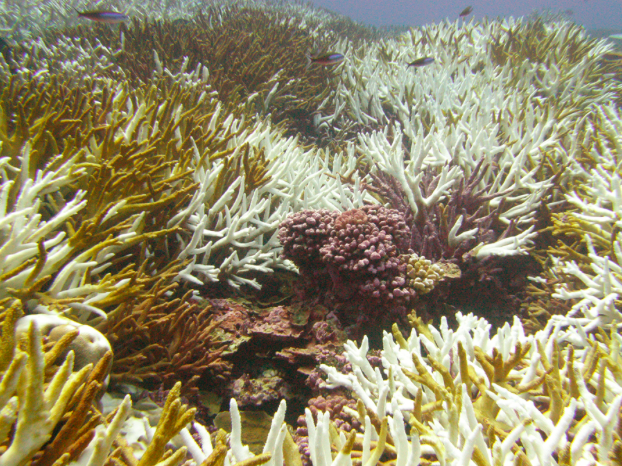 (NOAA, Bernardo Vargas-Ágel)