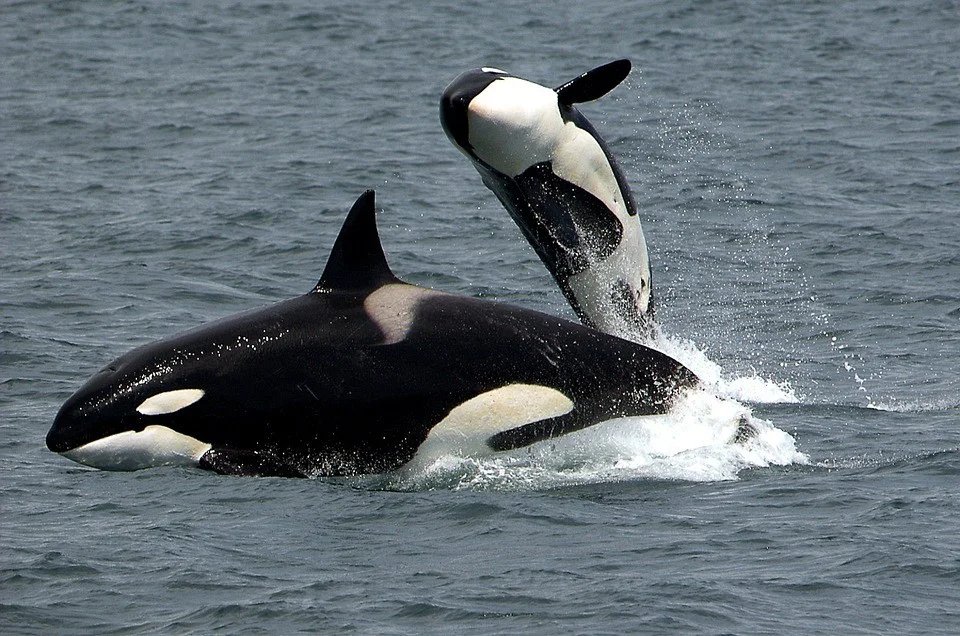 Orcas face increasing threats to their populations, including PCBs. Photo: Max Pixel .