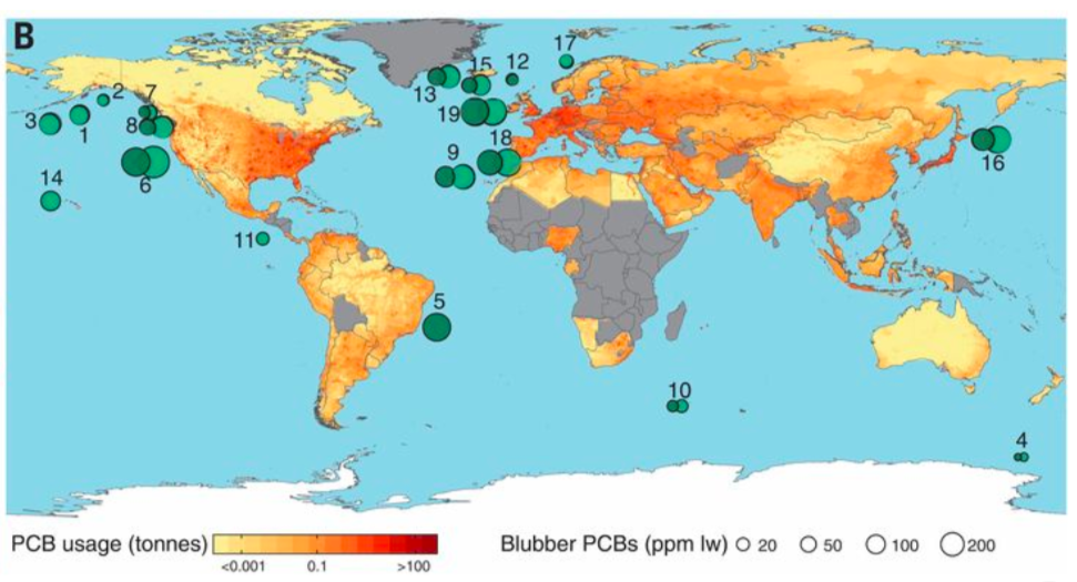 PCB Concentration in Orcas. Photo: Science .